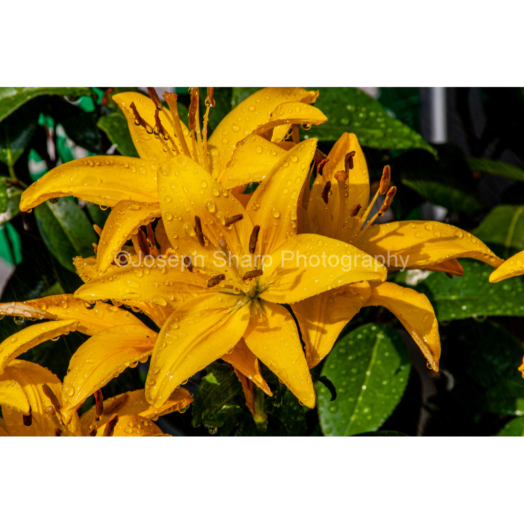 Brooklyn Botanic Garden Flower-Brooklyn (1)