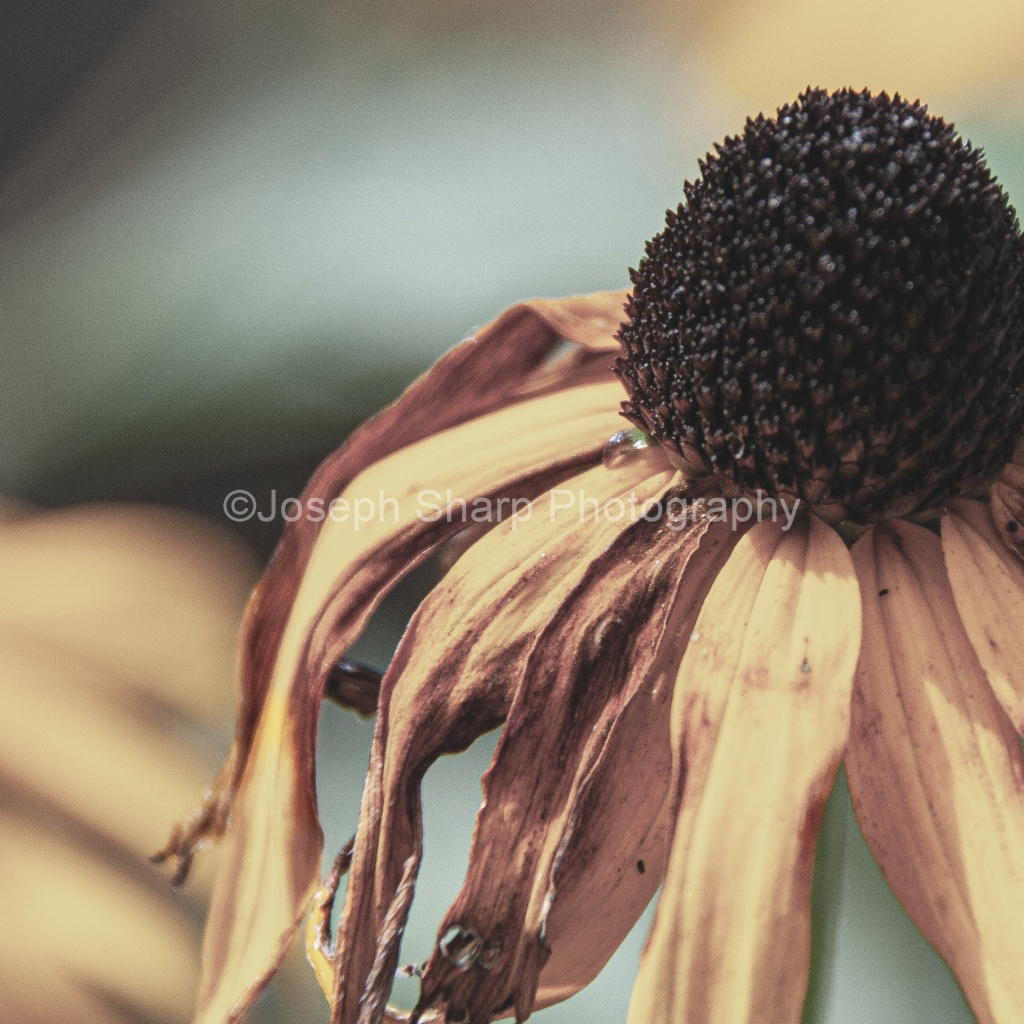 Brooklyn Botanic Garden Flower-Brooklyn (2)