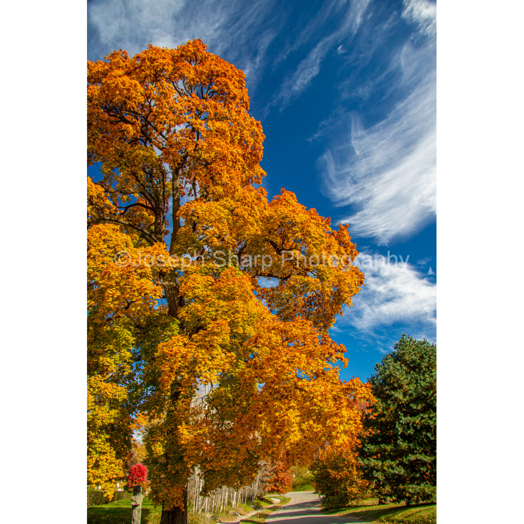 Green Wood Fall - Brooklyn (3)