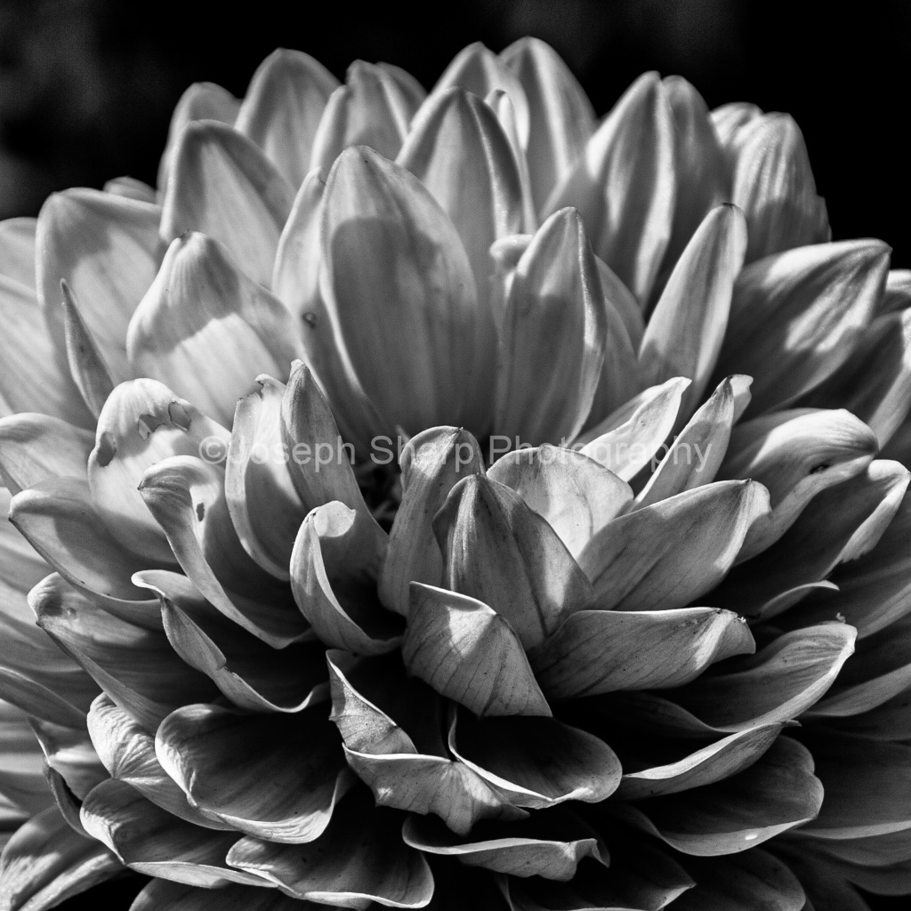 BroklynBotanicGardenFlower2