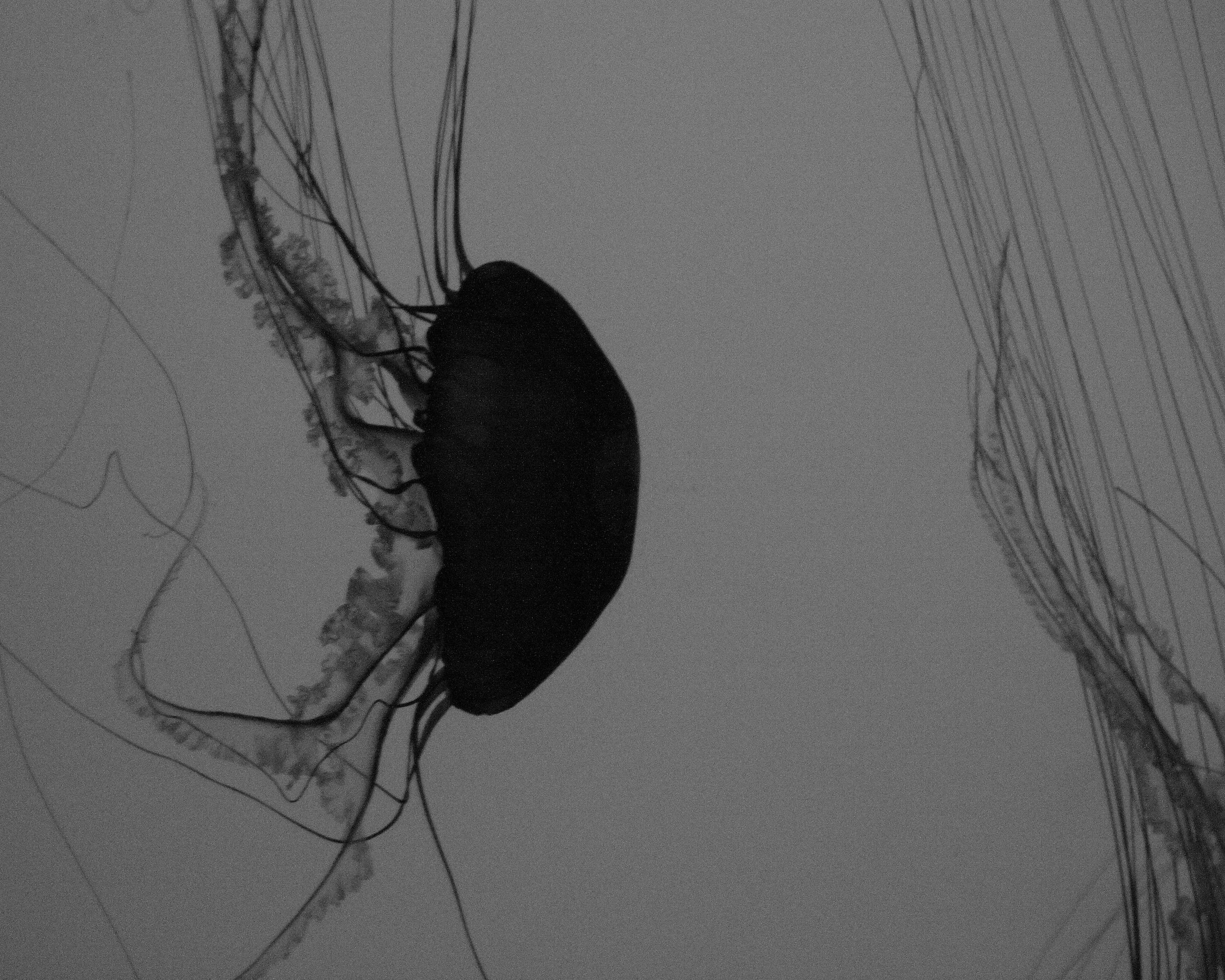 Jellyfish2.JPG