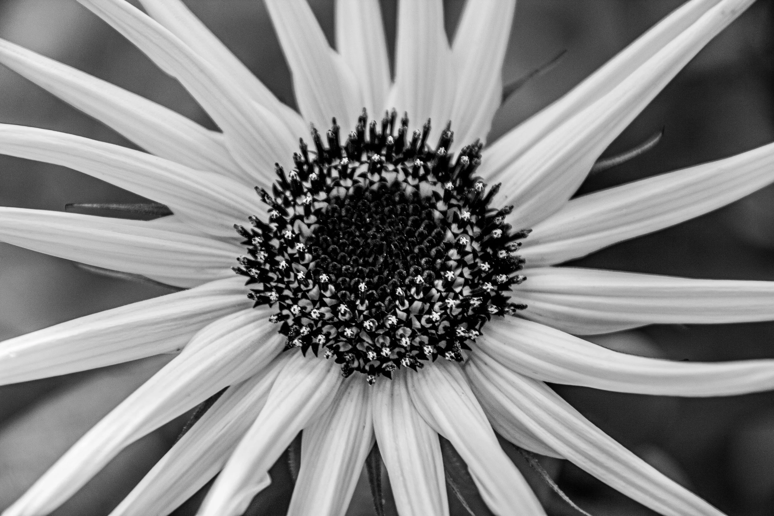 LR Flowers-11.jpg