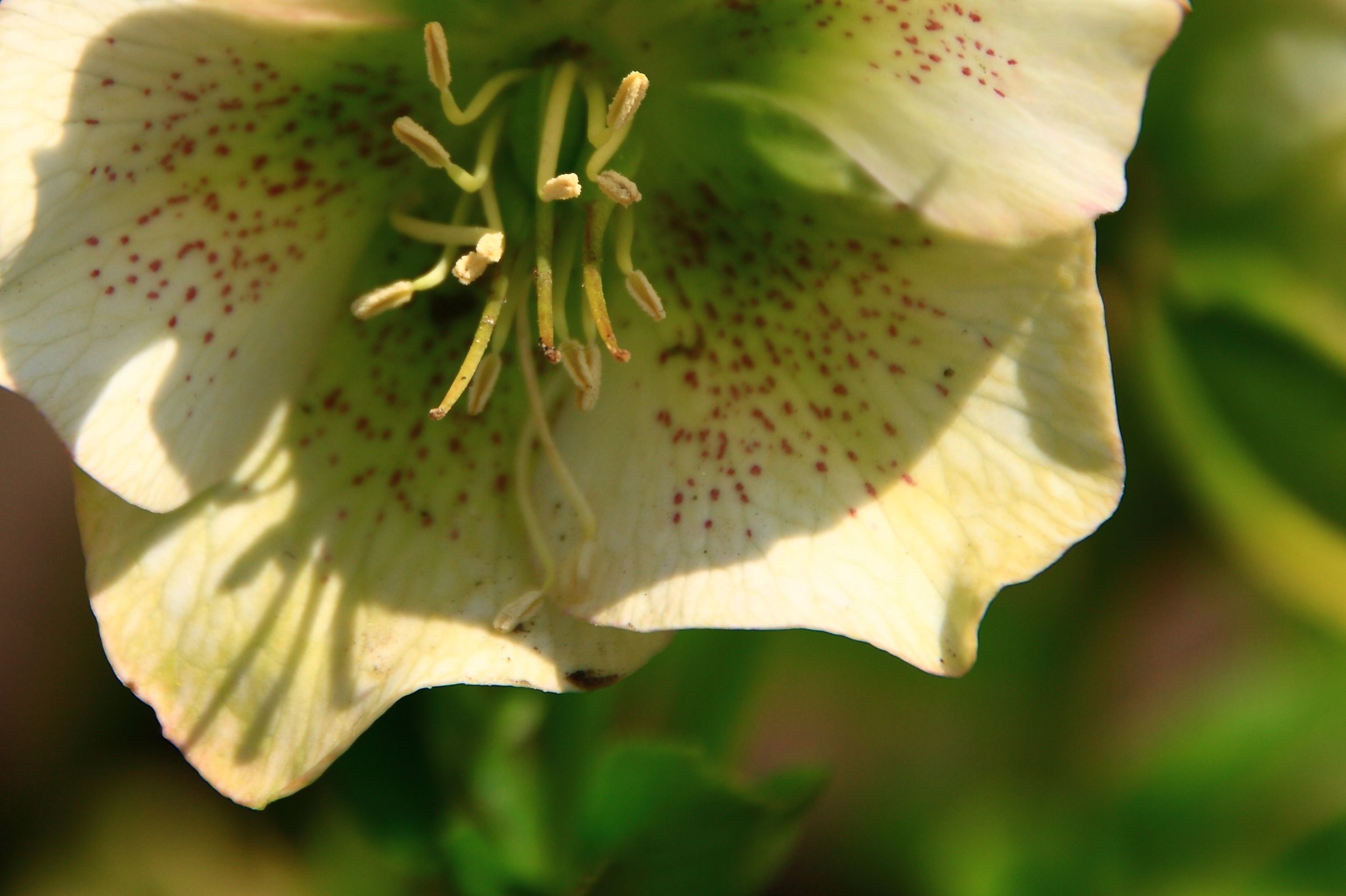 BBGFlowerCloseUp2.JPG