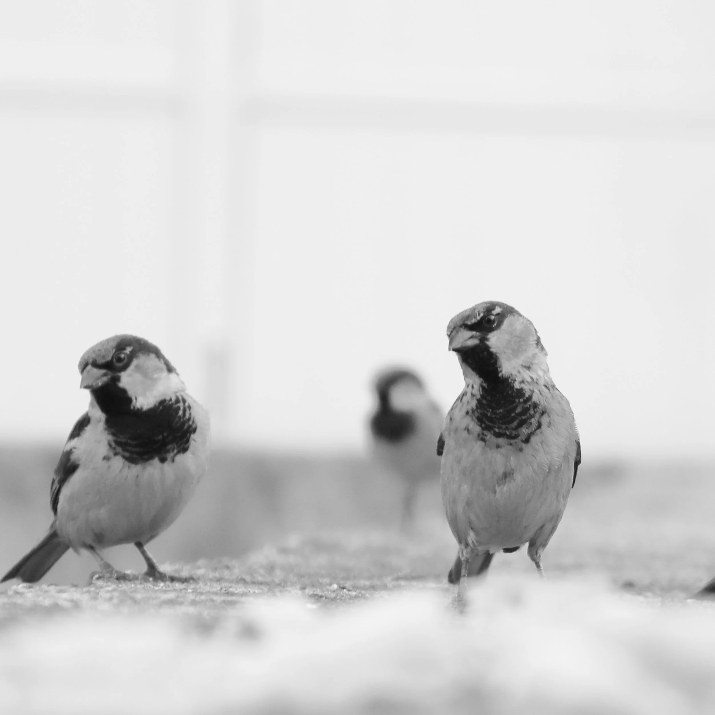 Birds on the Wall.JPG
