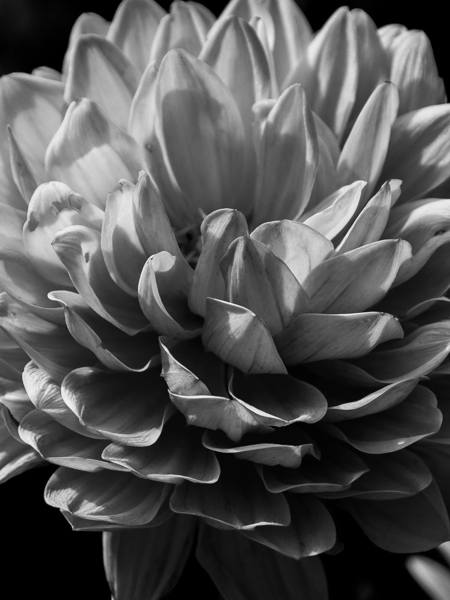 LR Flowers-10.jpg