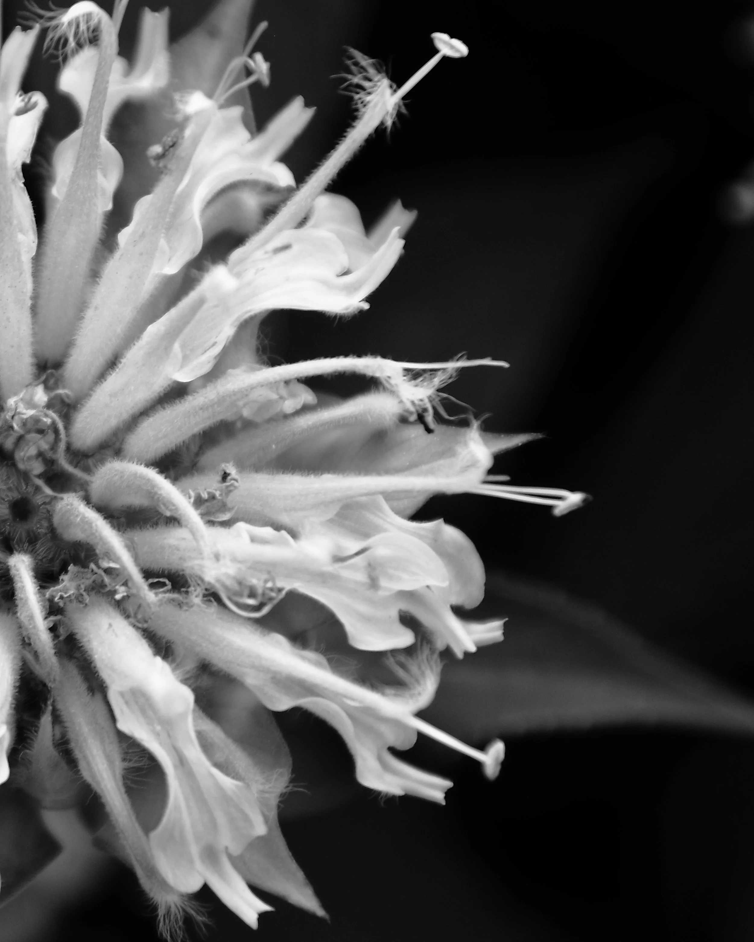 FlowerBBpark3BW.JPG