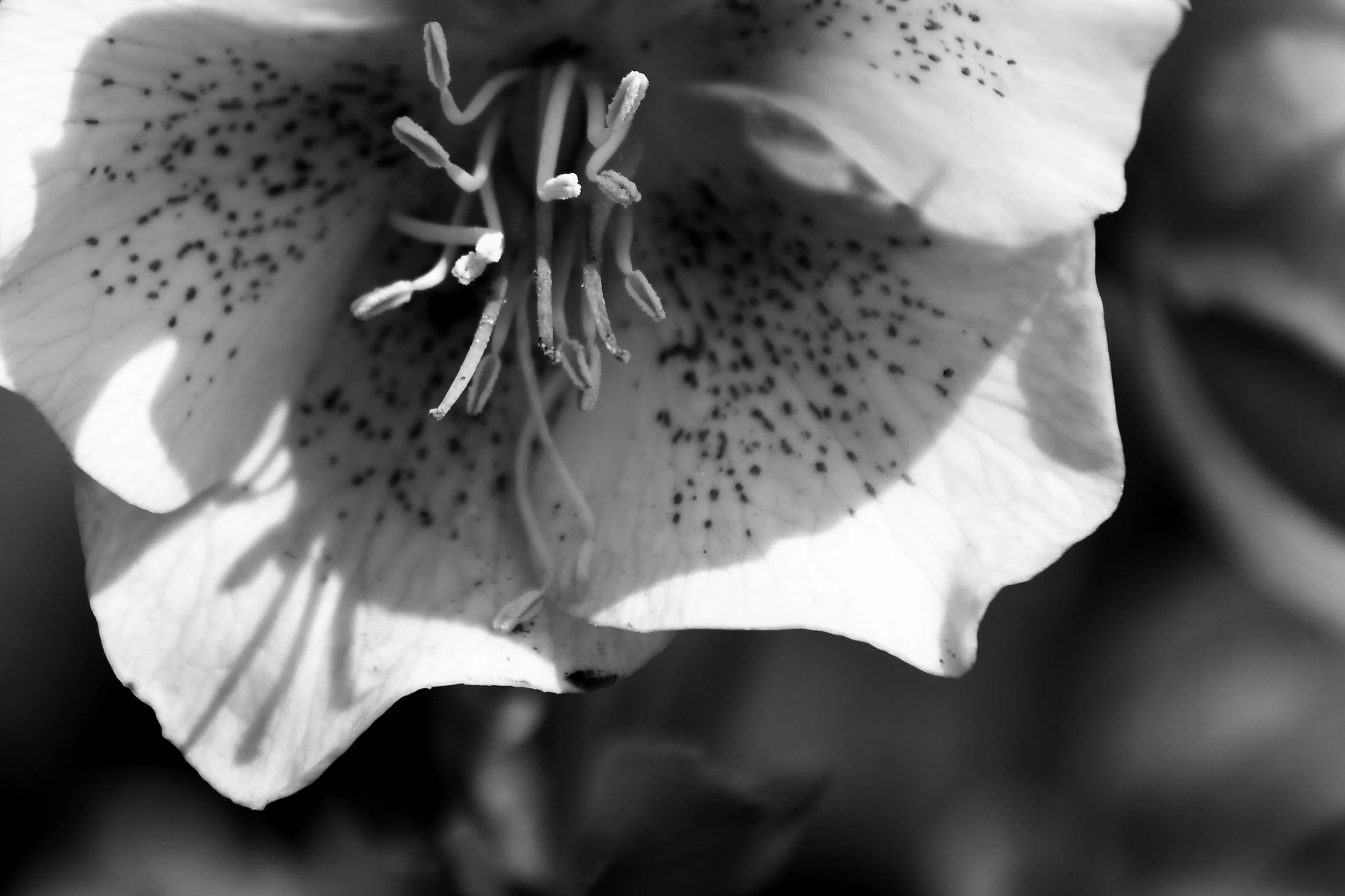 BBGFlowerCloseUp2BW.JPG