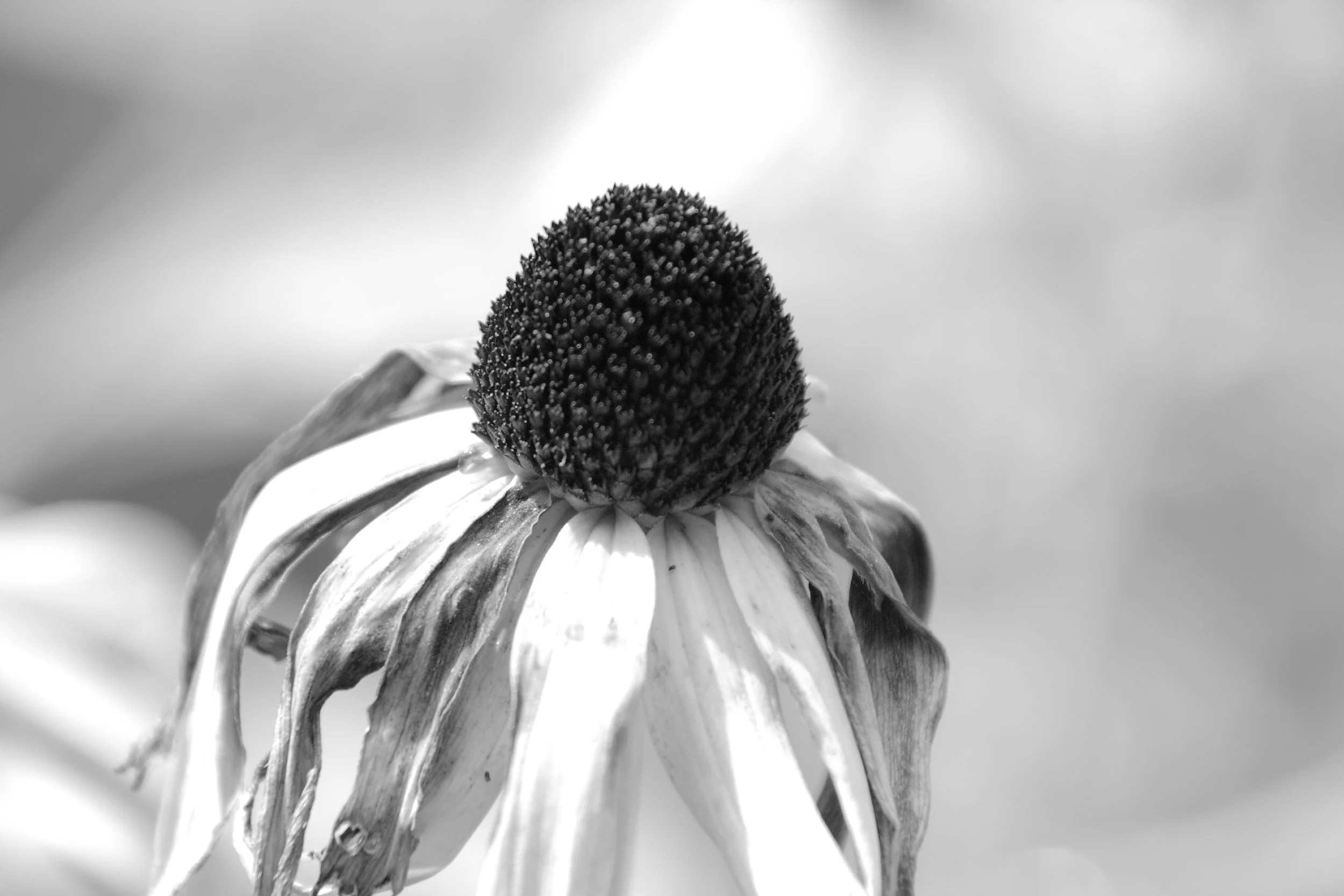 DriedFlower.JPG