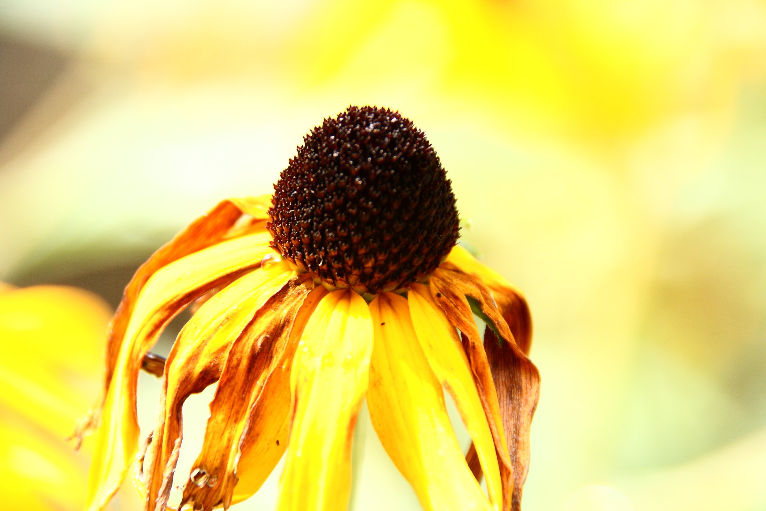 DriedFlowerColor.JPG
