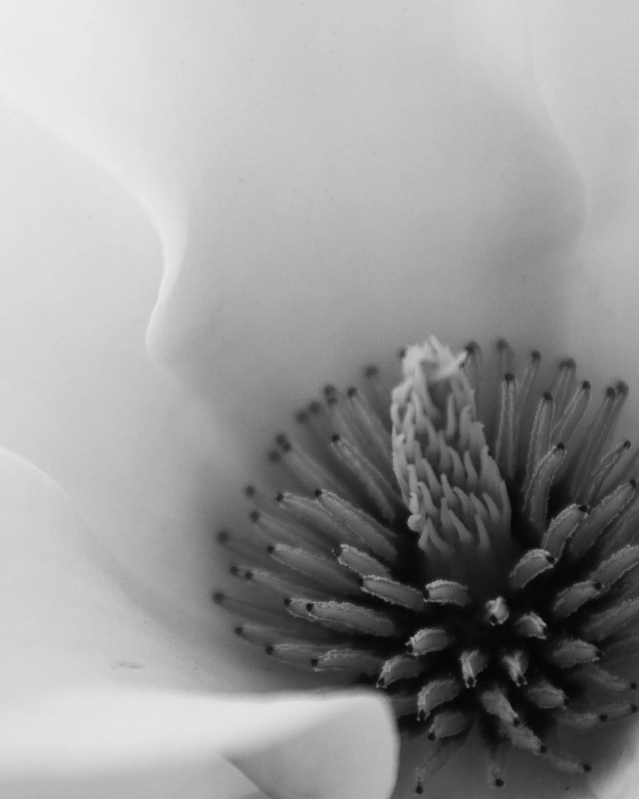 Close-up of a flower center in black and white, showing detailed petals and stamen.