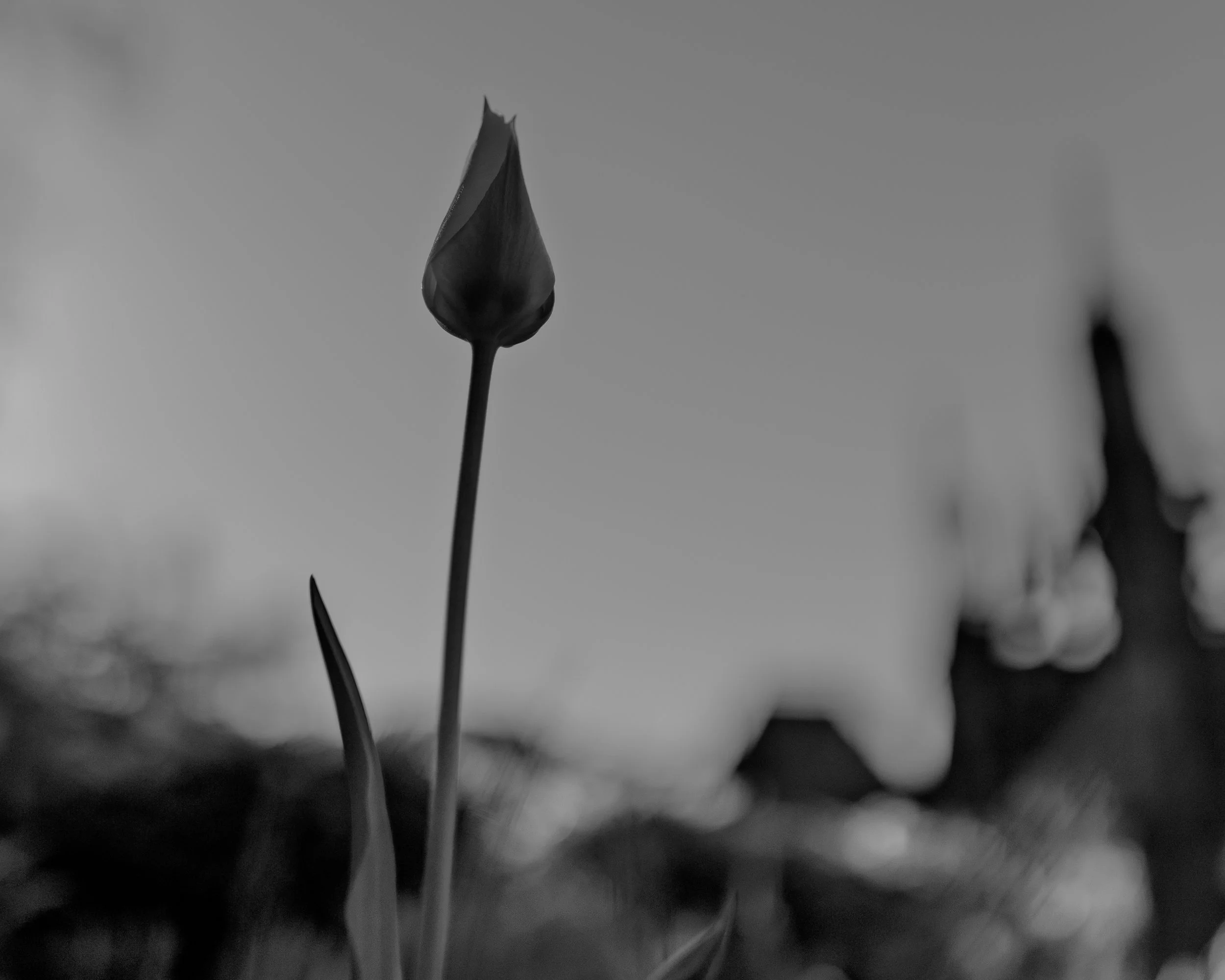 6Q0A7980.jpg