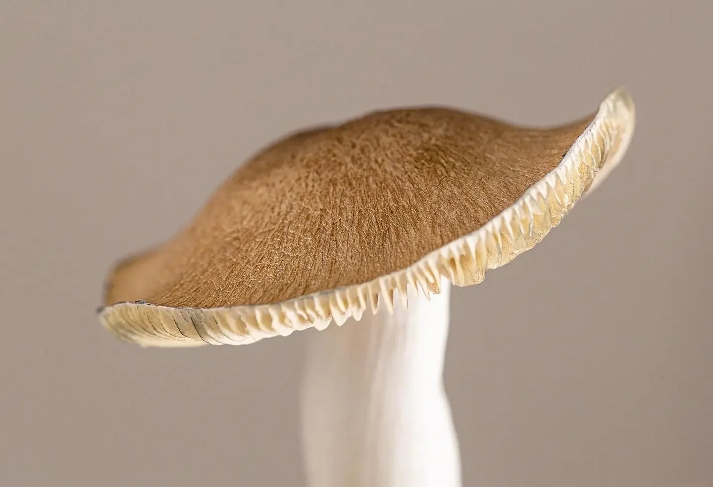 Jedi Mind Fuck (MSS)