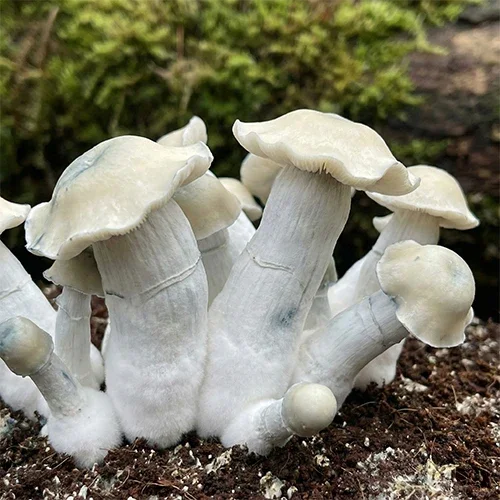 BlueyVuittonMushroomSpores_720x720.webp