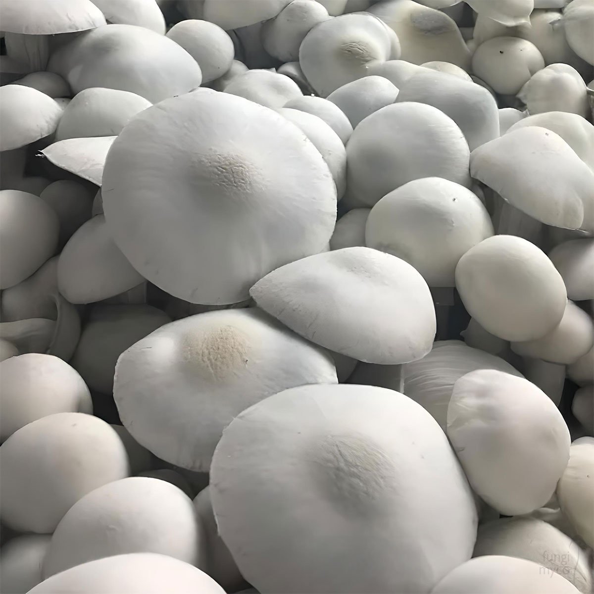 true-albino-teacher-spores-at-fungi-myco__68008.jpg