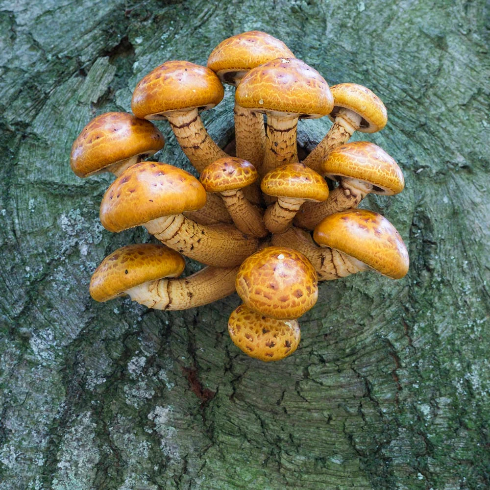 Chestnut