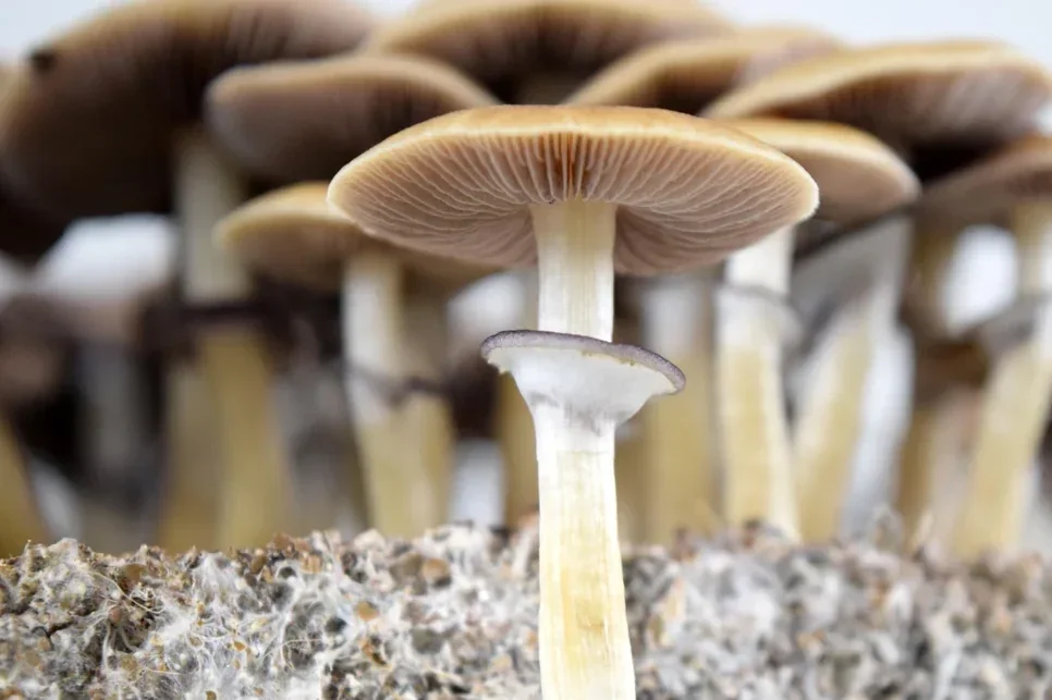 psilocybe-cubensis-pink-buffalo-strain-from-the-booty-of-v0-p0qi6u5nby8g1.webp