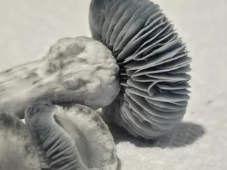 Jack Frost (Isolated Spore)