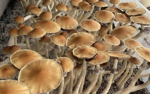 Albino_Tidal_Wave_Psilocybe_Cubensis.jpg
