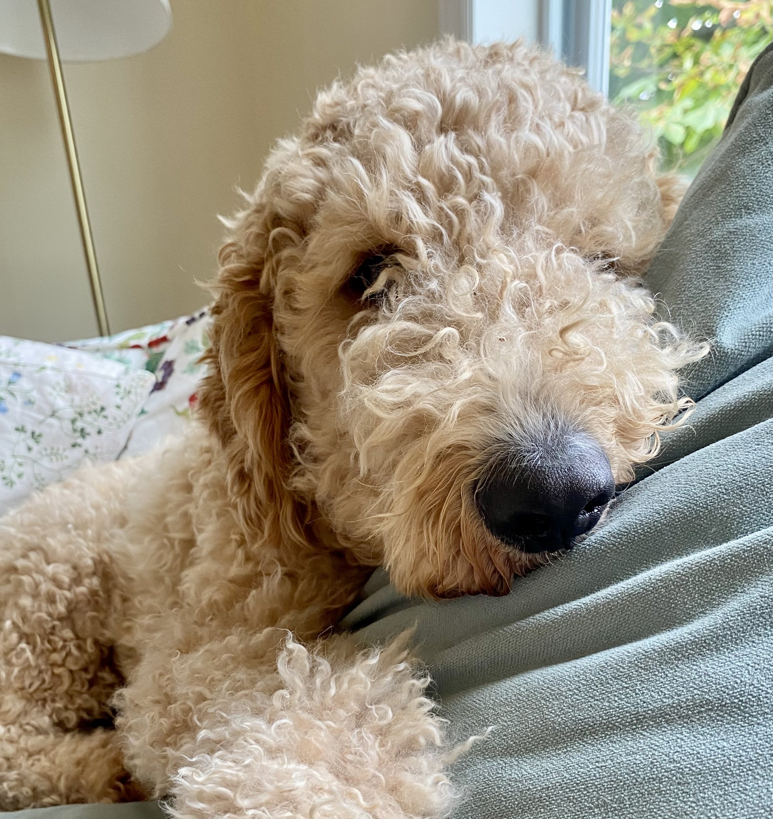 Fiction editor Allison Richard's dog, Fred, a fluffy, curly-haired, butterscotch-coloured golden doodle, resting with his head on a couch cushion near a window.