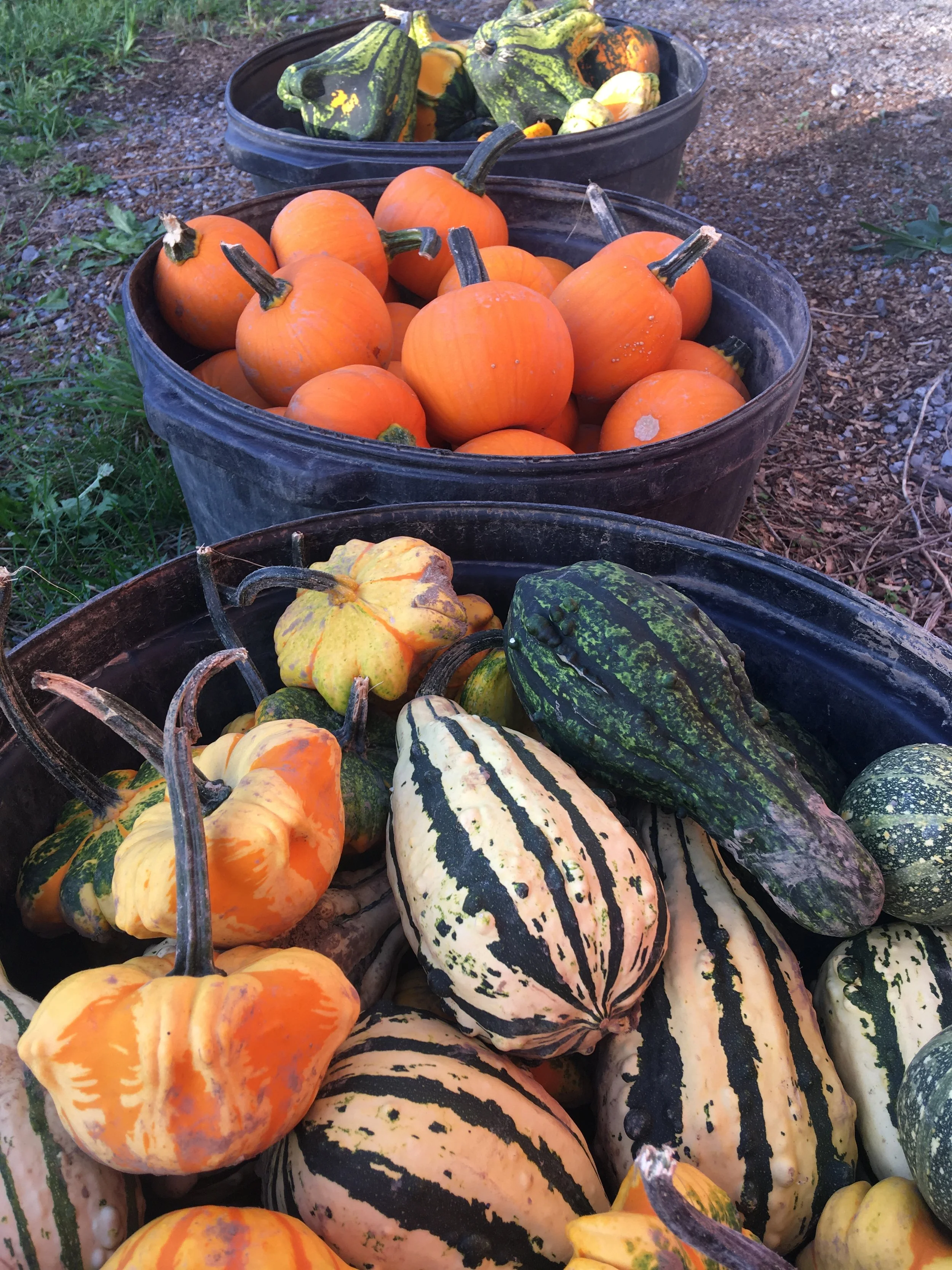 Multiple orange pumpkins and various gourds with green, yellow, and striped patterns in black plastic bins on a dirt ground.