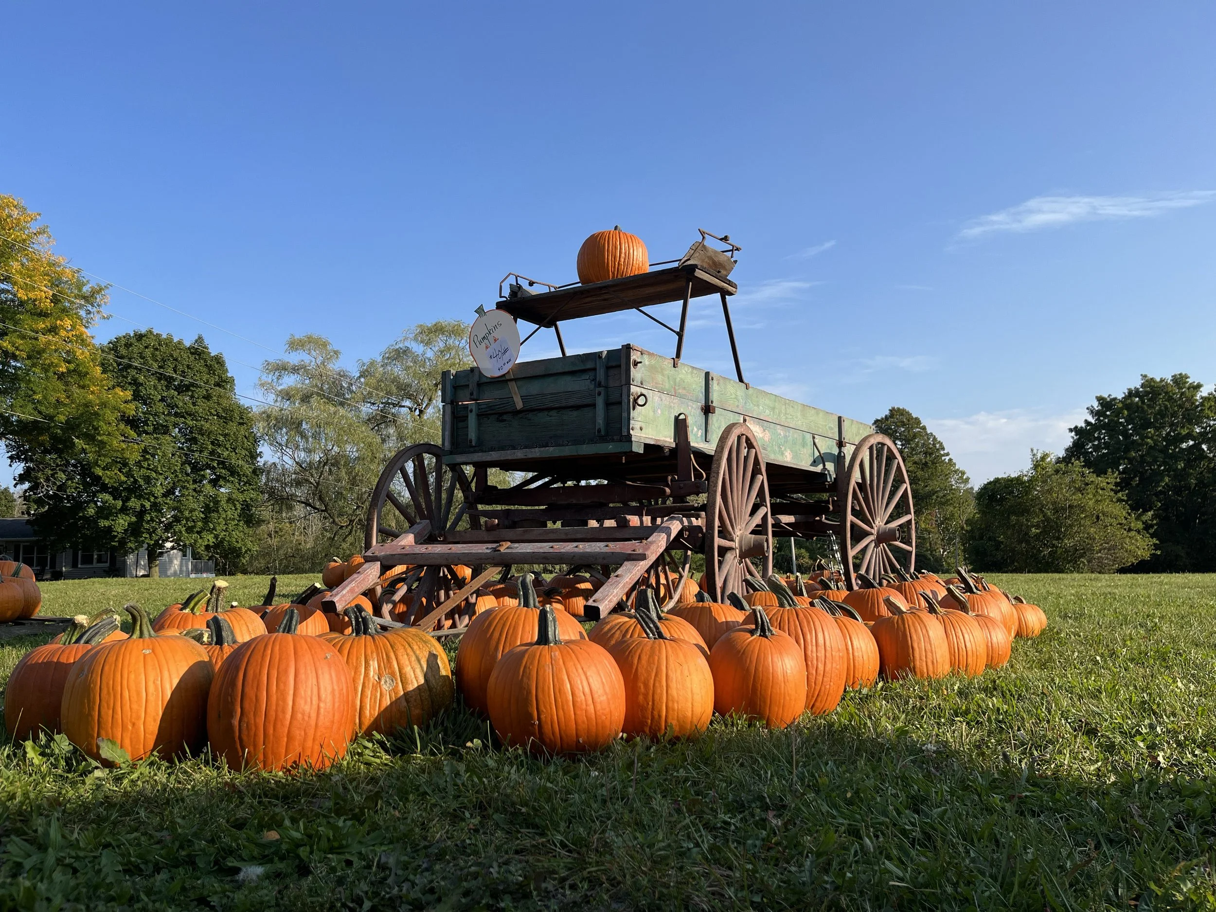 A wide view of a pumpkin patch with orange pumpkins surrounding an old wooden wagon. The wagon has a large pumpkin on top and a sign that reads "Pumpkins". The sky is clear and blue with a few clouds, and there are trees and houses in the background.