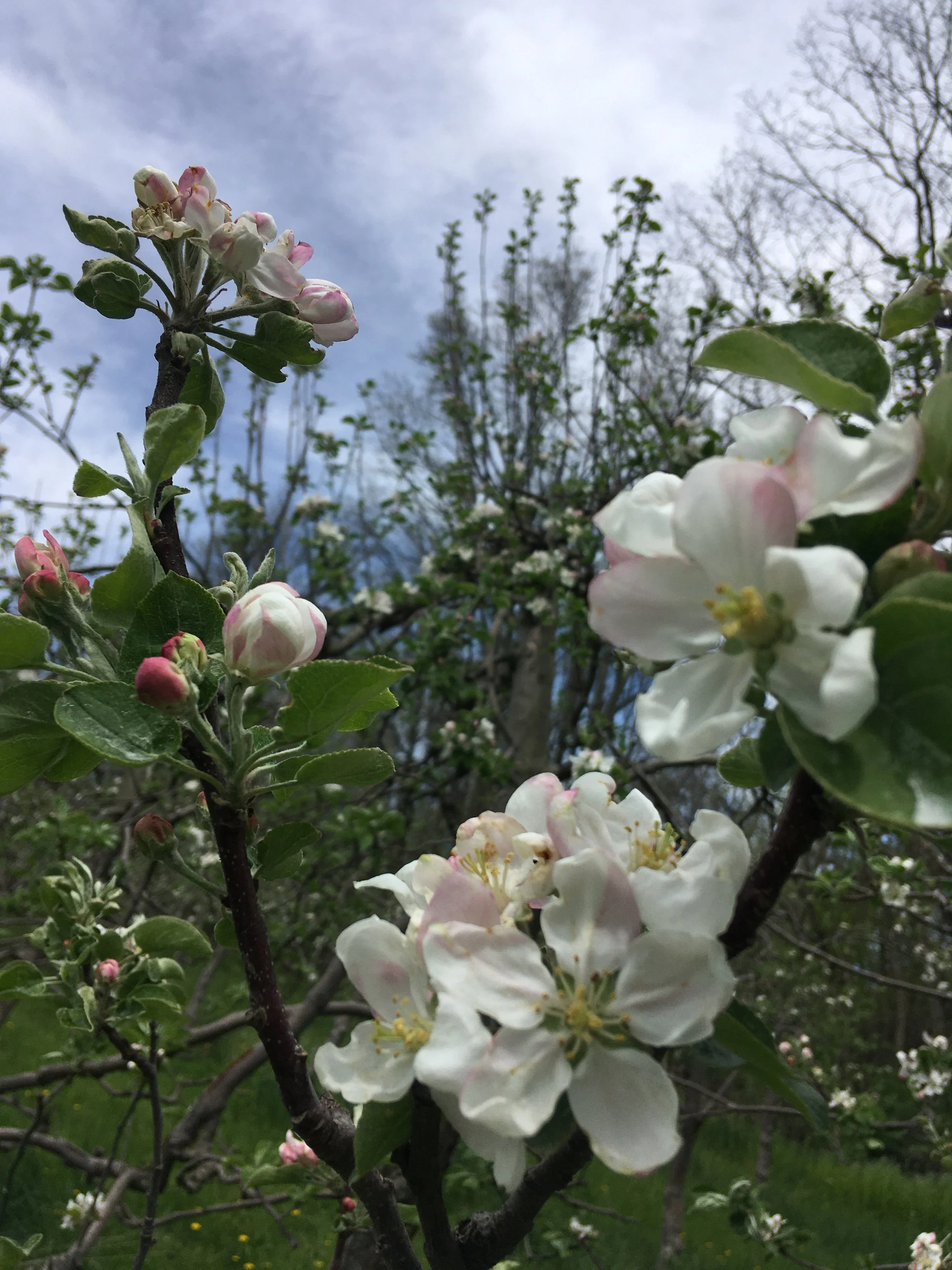 Close-up of blooming apple blossoms with white and pink petals on tree branches during daytime, with a cloudy sky and other trees in the background.