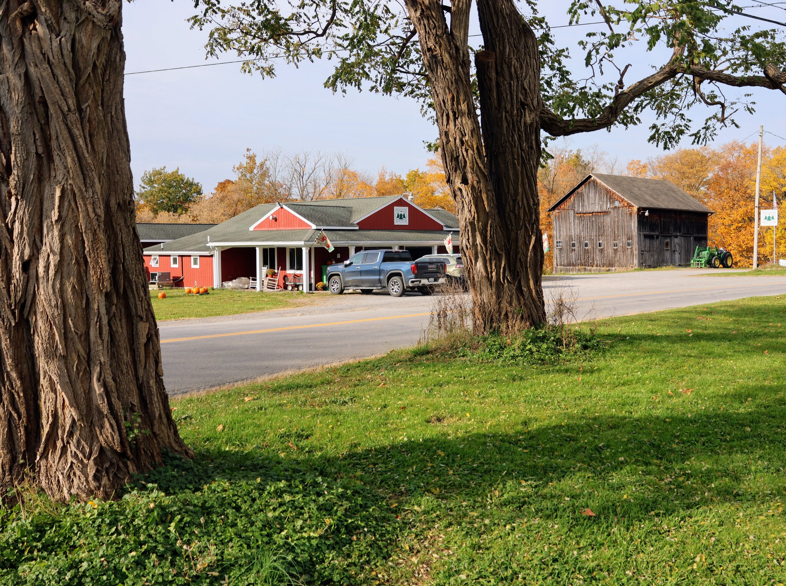A scene with large trees in the foreground, a green grassy area, a road, and a red farm store with a porch and pumpkins, surrounded by autumn-colored trees and clear sky.