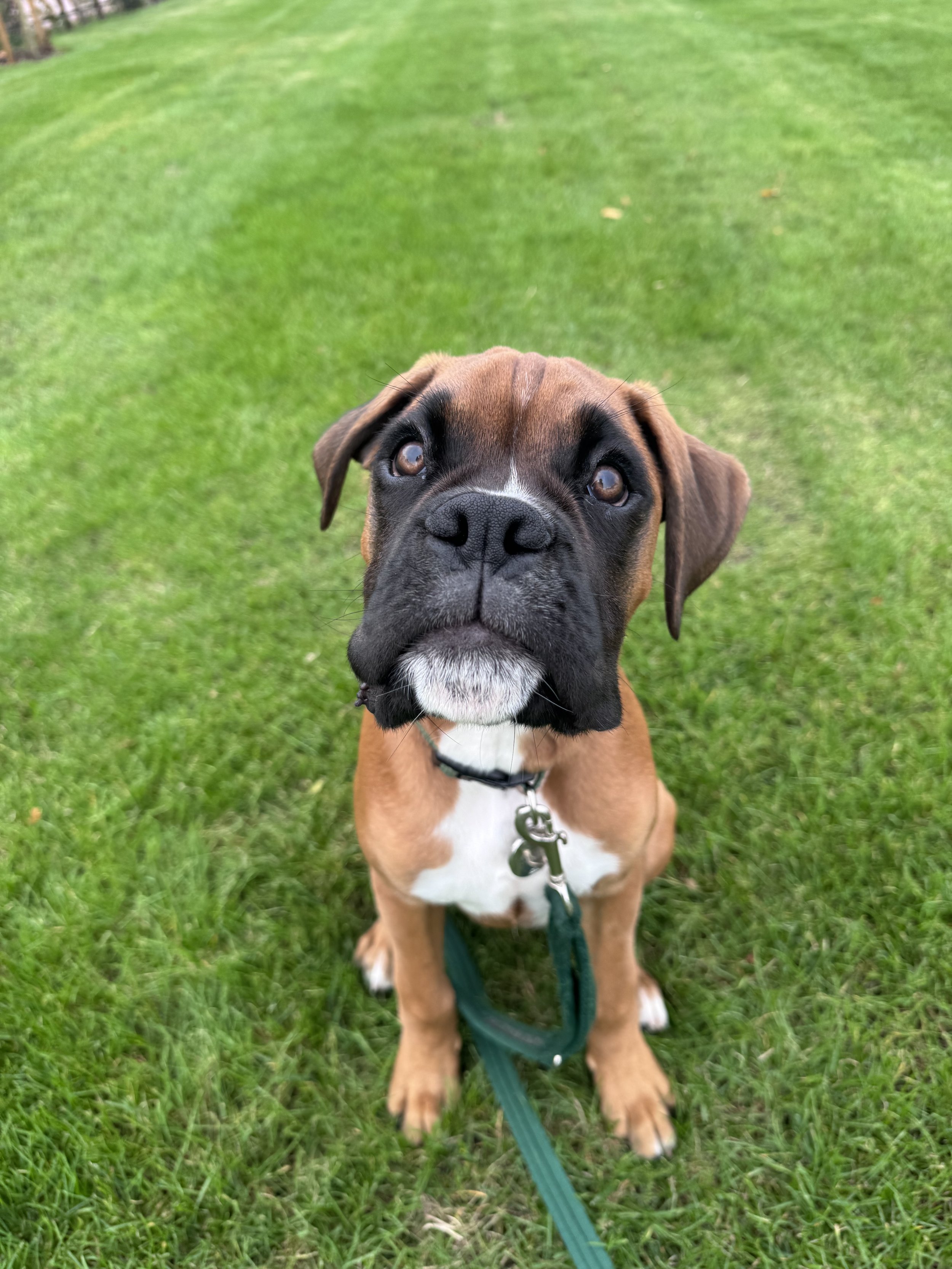 Close-up of a brown and black puppy with white markings on its face, sitting on green grass and looking at the camera.