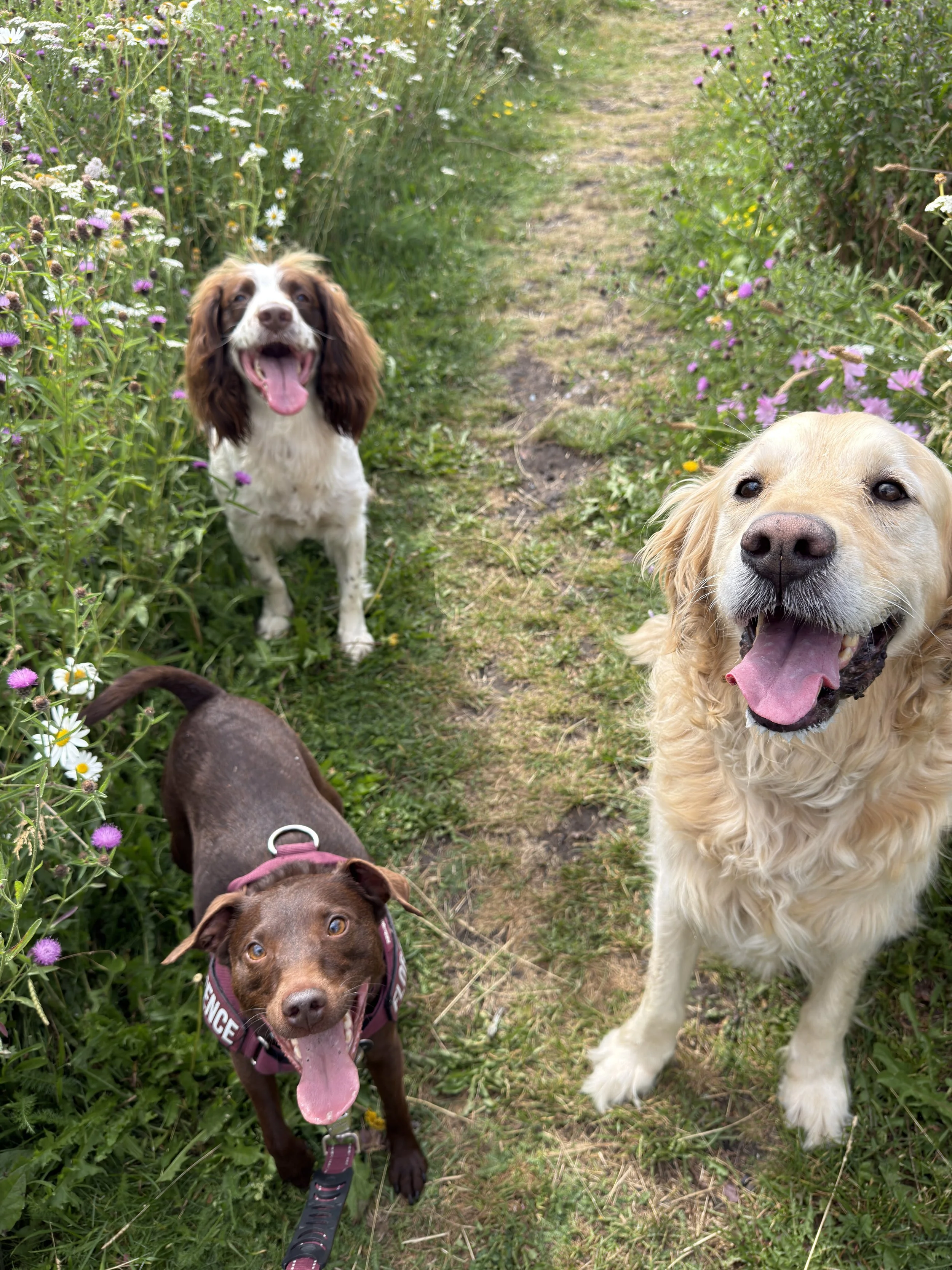 Four dogs on a grassy outdoor trail, surrounded by wildflowers. Two dogs are clearly visible: a brown dog with a pink collar, mouth open, tongue out, and a large golden retriever looking happy with its tongue out. A small white and brown spaniel stands further in the background. Part of a third dog, brown with a pink collar, is visible at the bottom.