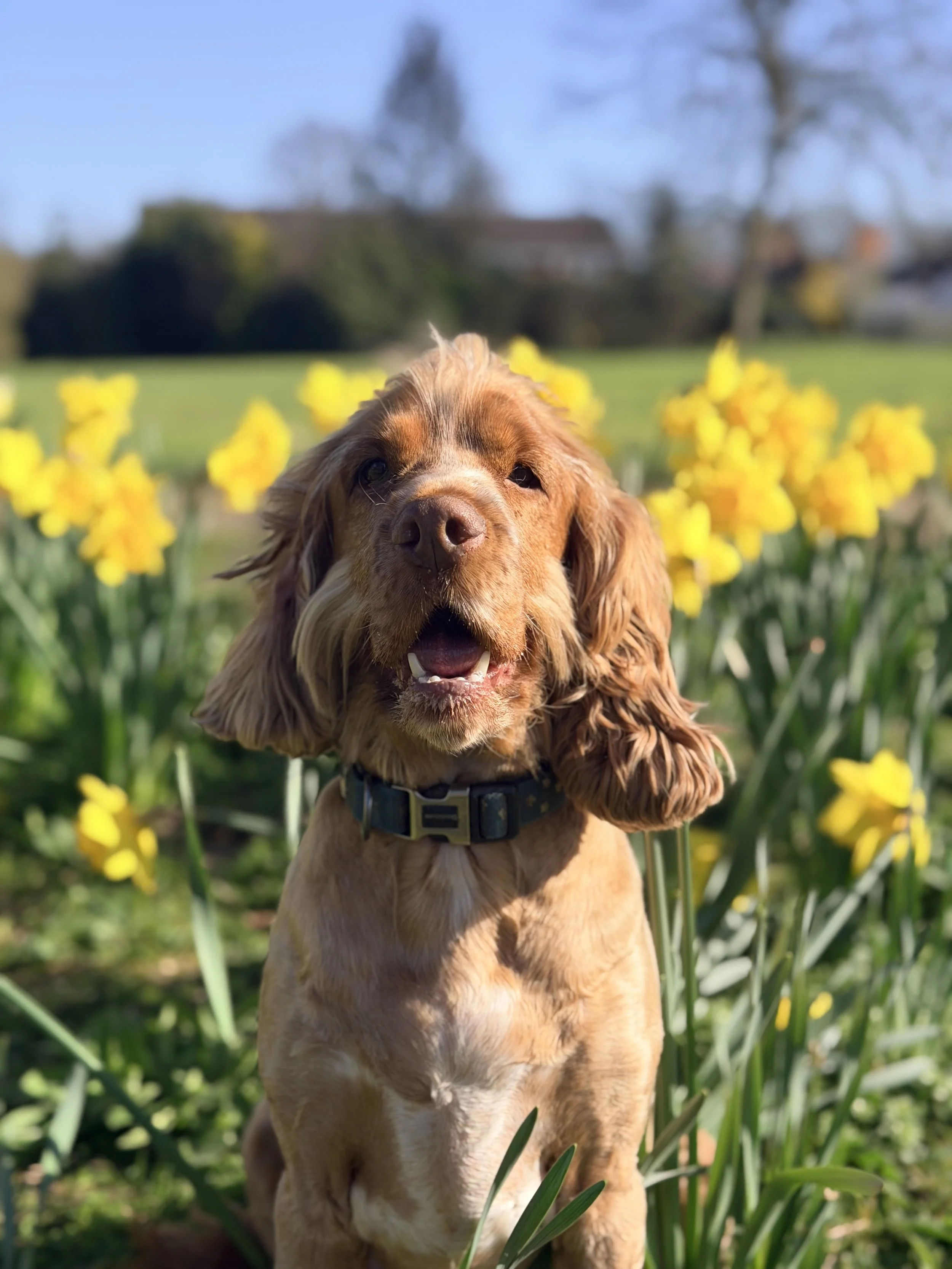 A golden retriever puppy sitting among yellow daffodils outdoors on a sunny day with a blue sky and trees in the background.