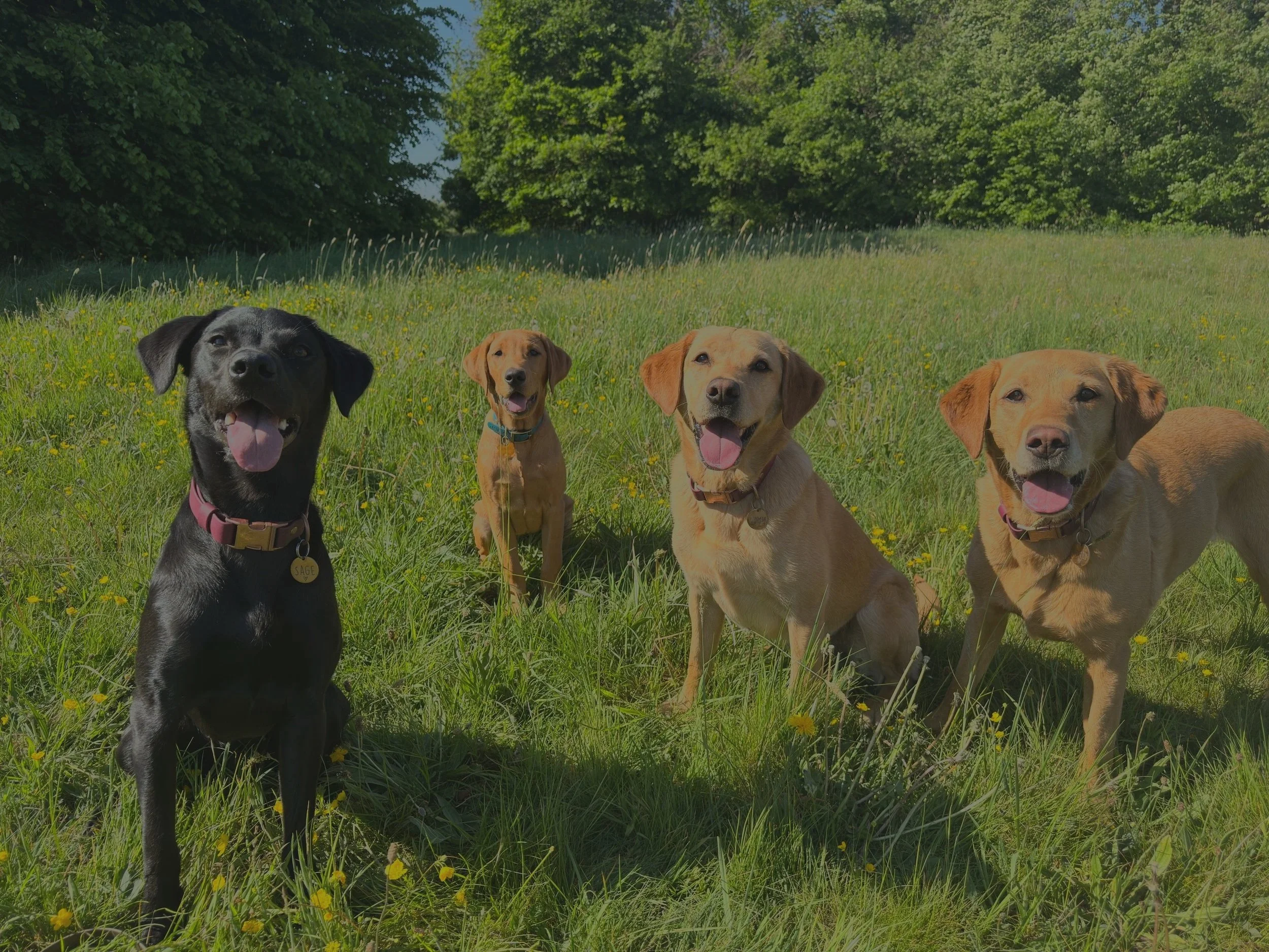 Four dogs sitting on a grassy field with yellow flowers, green trees, and a blue sky in the background.