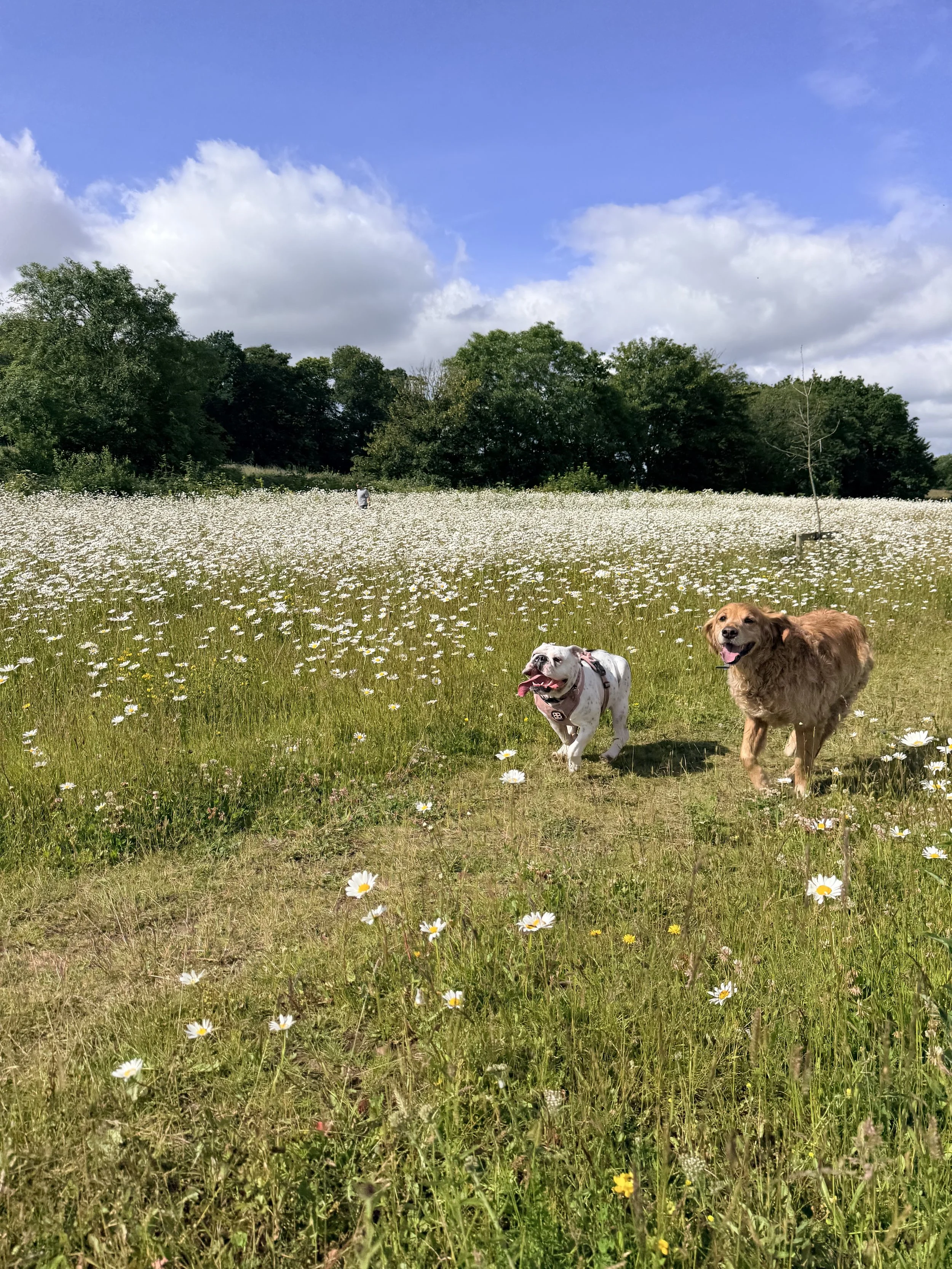 A field of white daisies with two dogs, one brown and one white, walking among the flowers during daytime. There are trees and a blue sky with some clouds in the background.