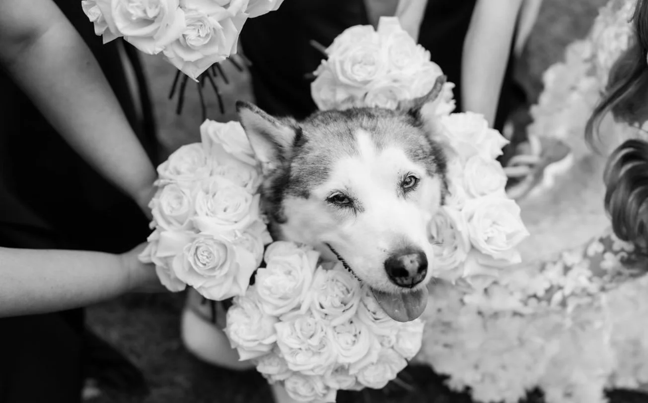 A husky dog with a happy expression surrounded by a large arrangement of white roses, possibly at a wedding or special event.