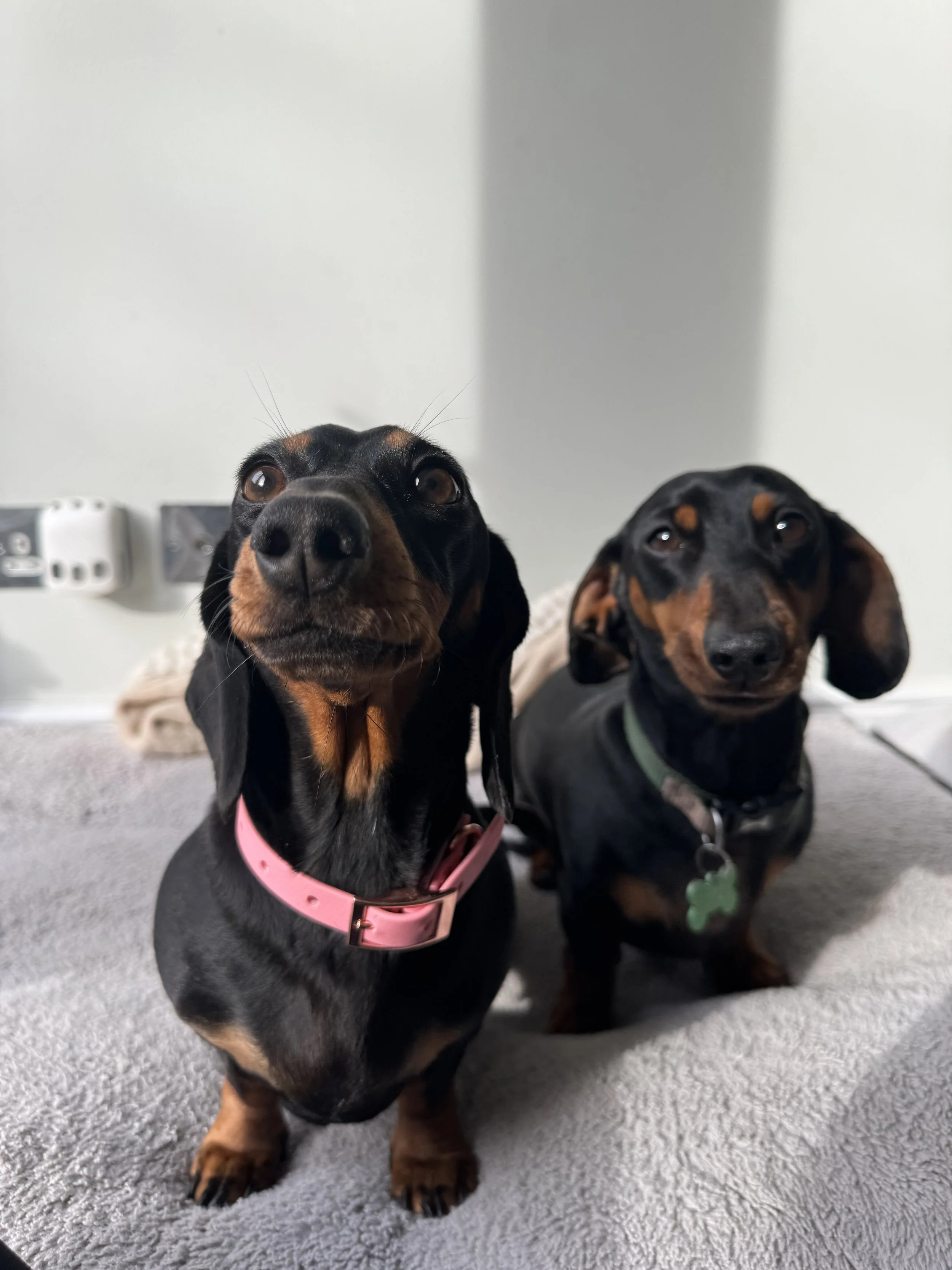 Two Dachshund dogs sitting on a gray carpeted floor, one wearing a pink collar and the other a green collar, with a plain light-colored wall in the background.