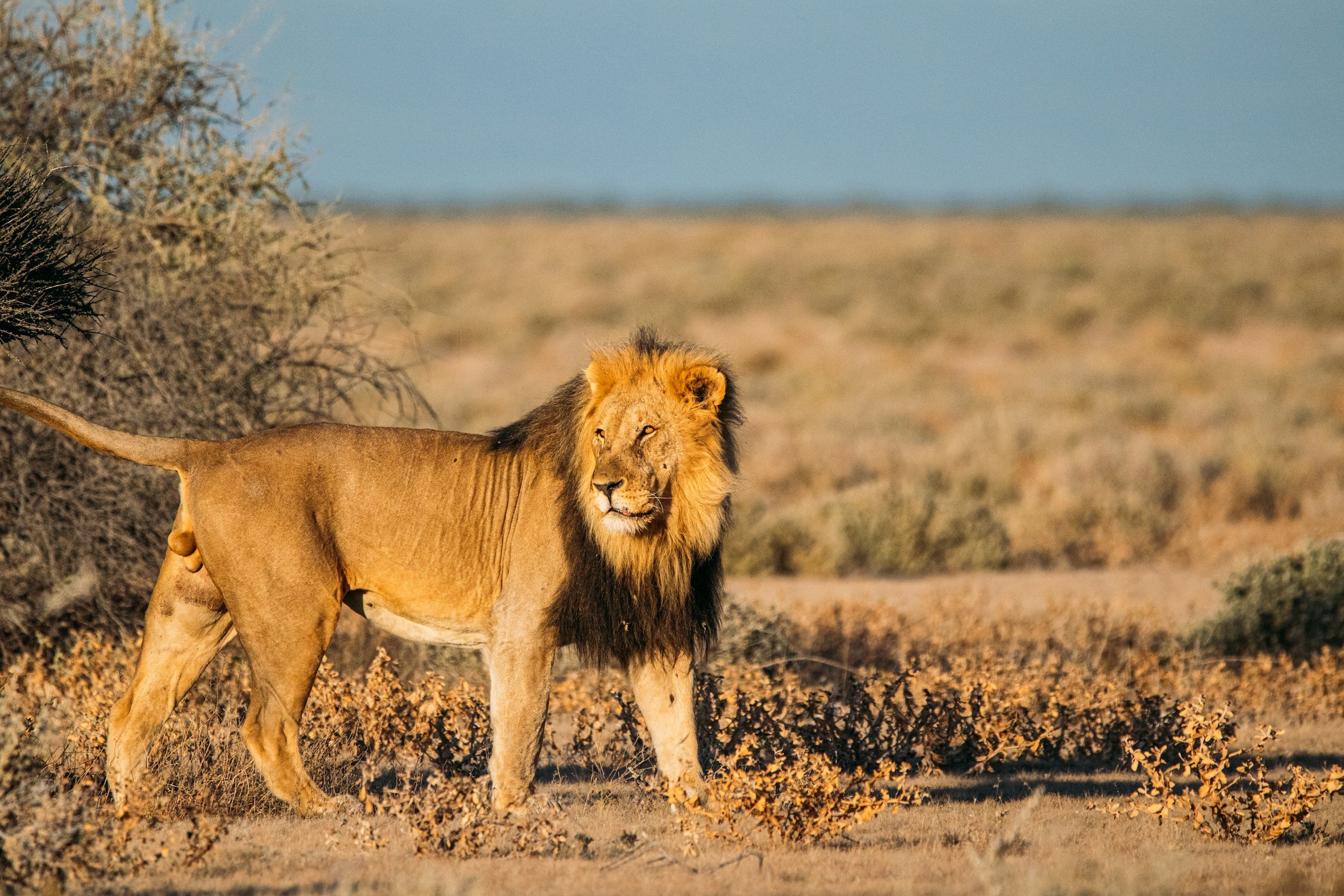 A lion walking in a savannah landscape with dry grass and sparse bushes, under a clear blue sky.