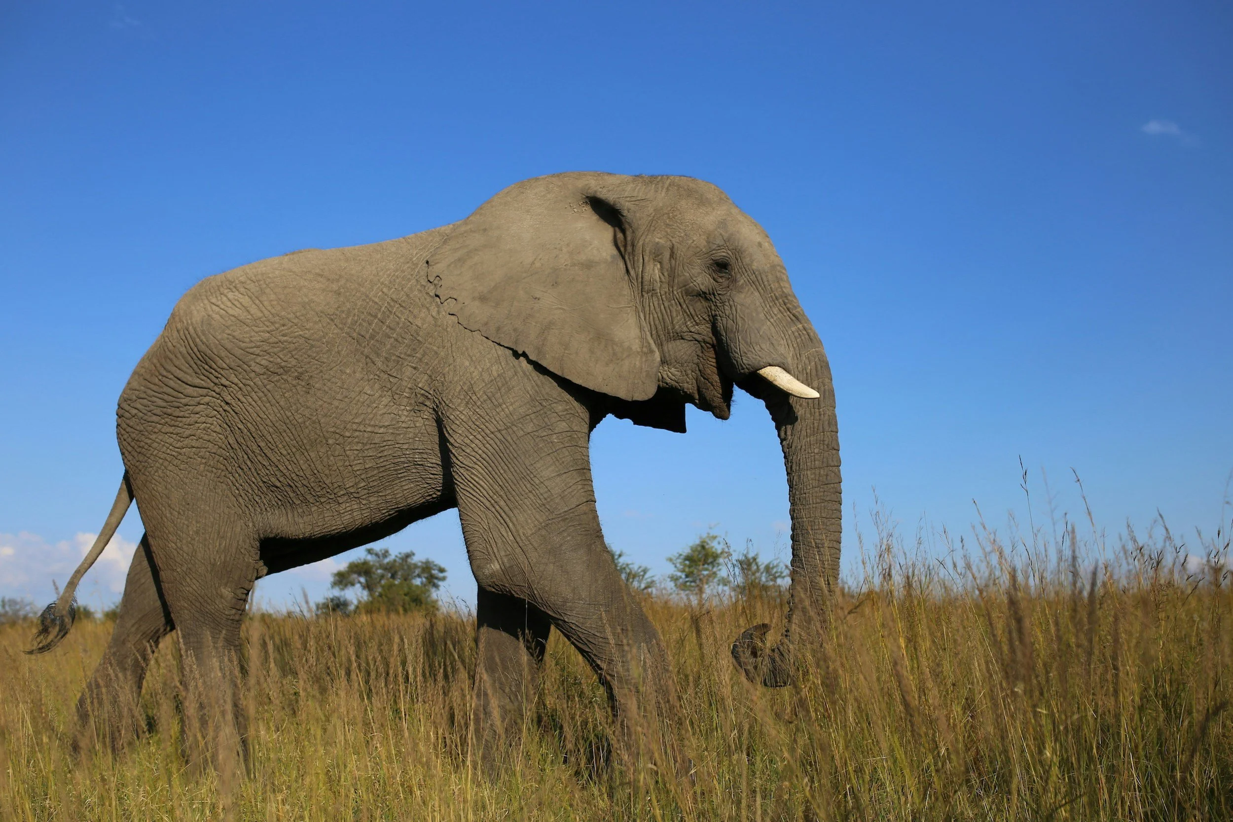 A large adult elephant walking through tall grass under a clear blue sky.