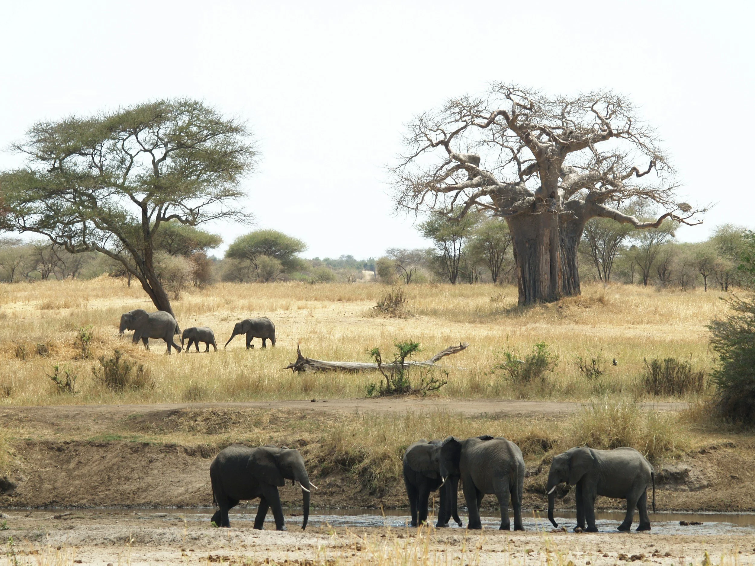 A savannah landscape with scattered trees, a group of elephants near a waterhole, and a large baobab tree in the background.
