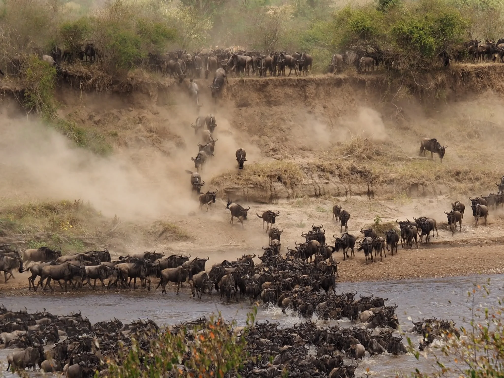 A large herd of wildebeests crossing a river with dust and trees in the background.