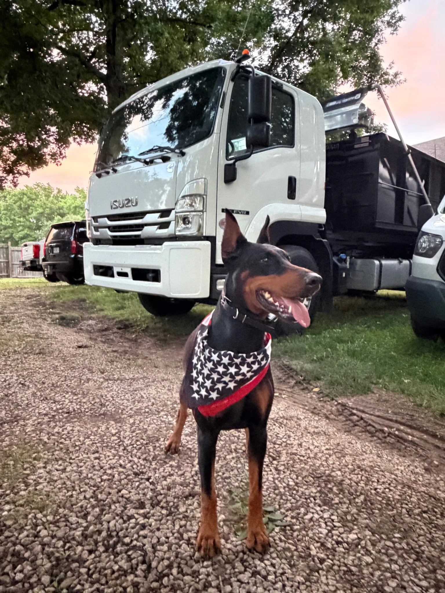 A Doberman dog wearing a black, white, and an American flag bandana standing outdoors on a gravel surface, with cars and trees in the background, during dusk or early evening.