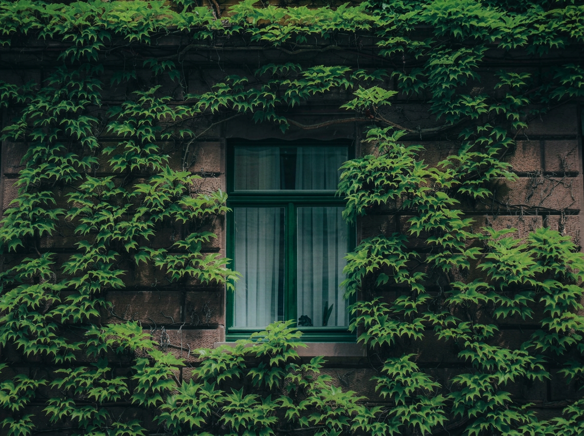 A window surrounded by green ivy vine growing on a brick wall.