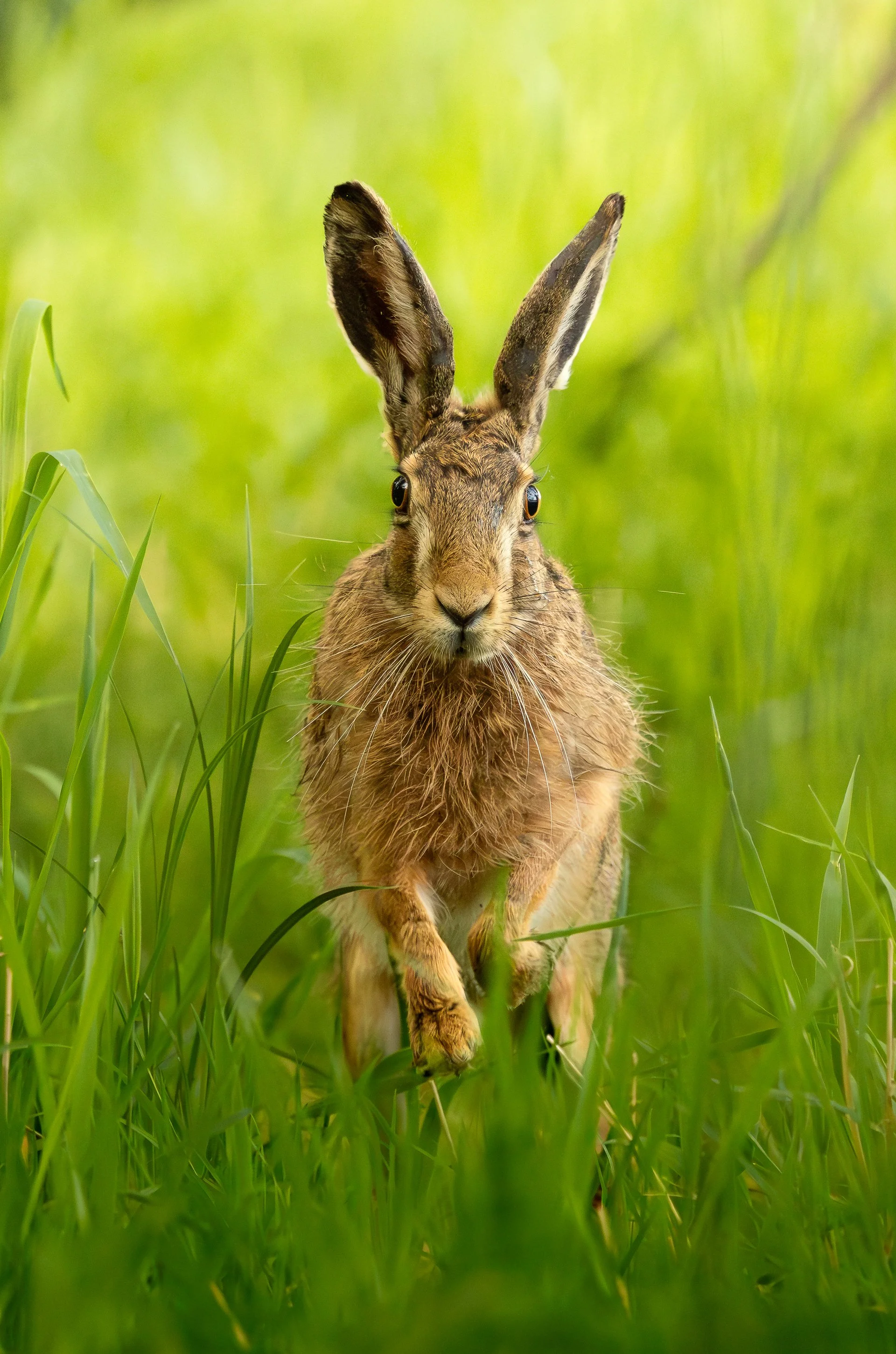 1F3A9894.jpg