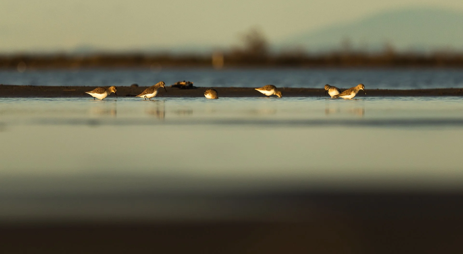 Camargue (Frühjahr 2026)