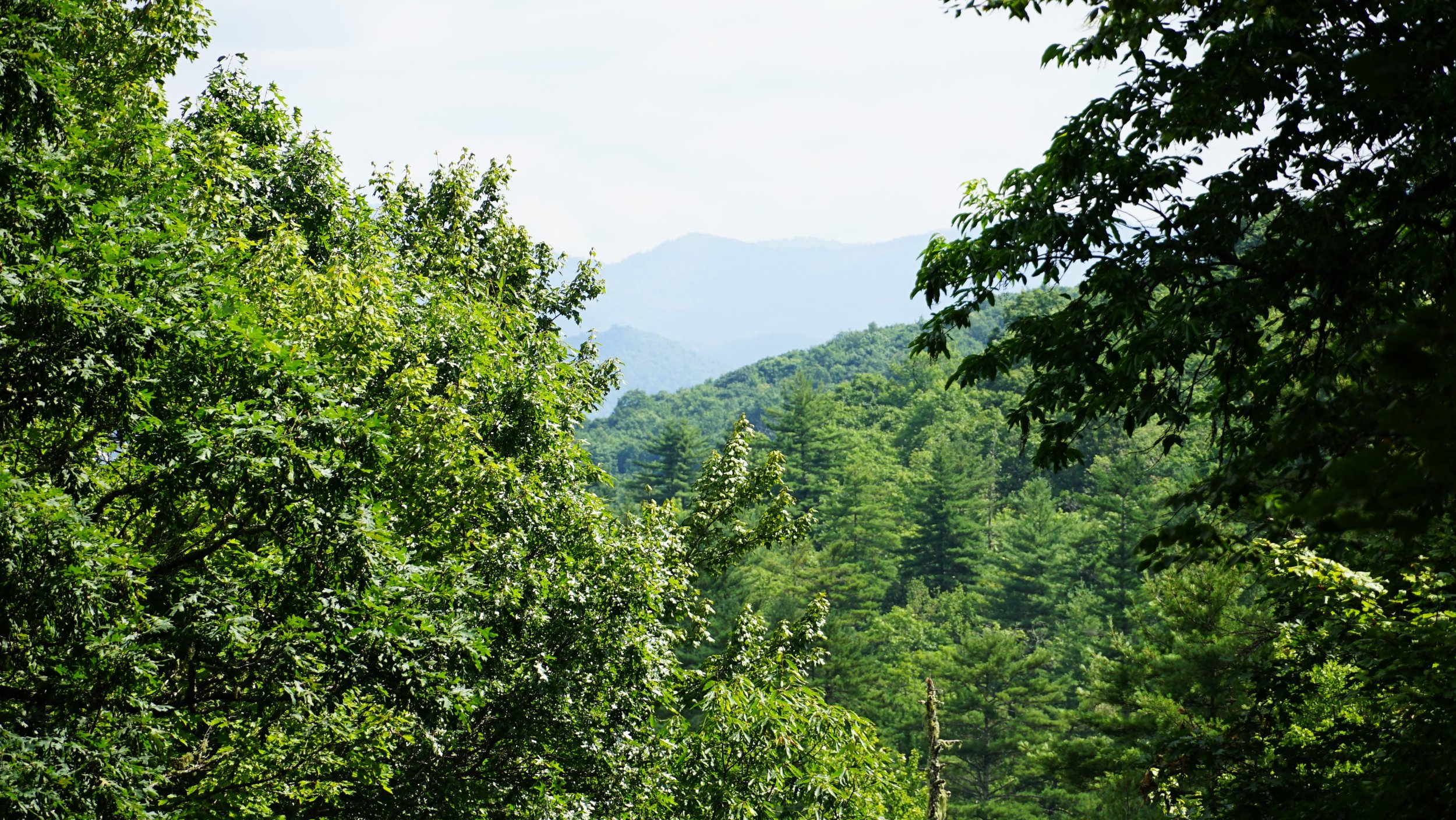 Lush green trees and a mountain range in the distance on a bright day.