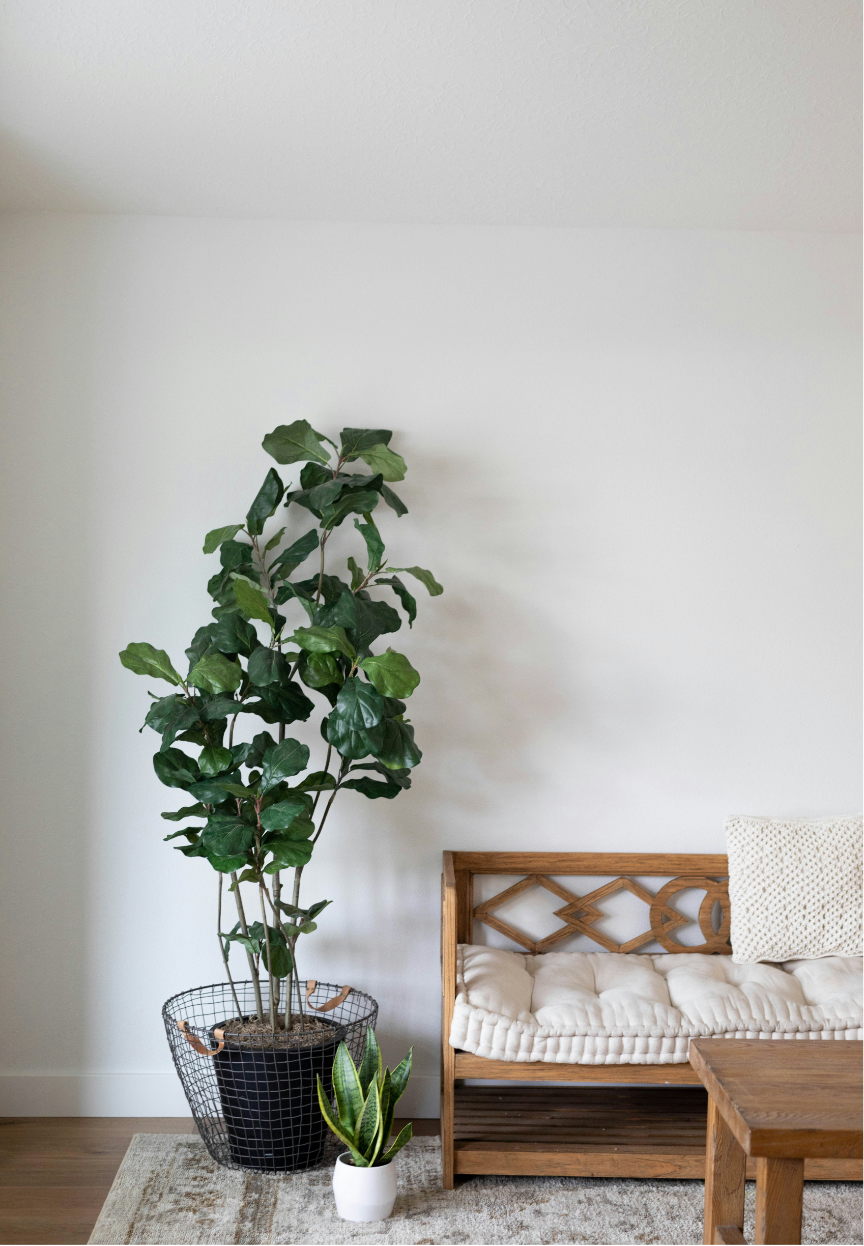 A cozy living space corner featuring a large green leafy plant in a wire basket, a smaller snake plant in a white pot, a wooden-daybed with a pillow, and a wooden table on a beige rug.