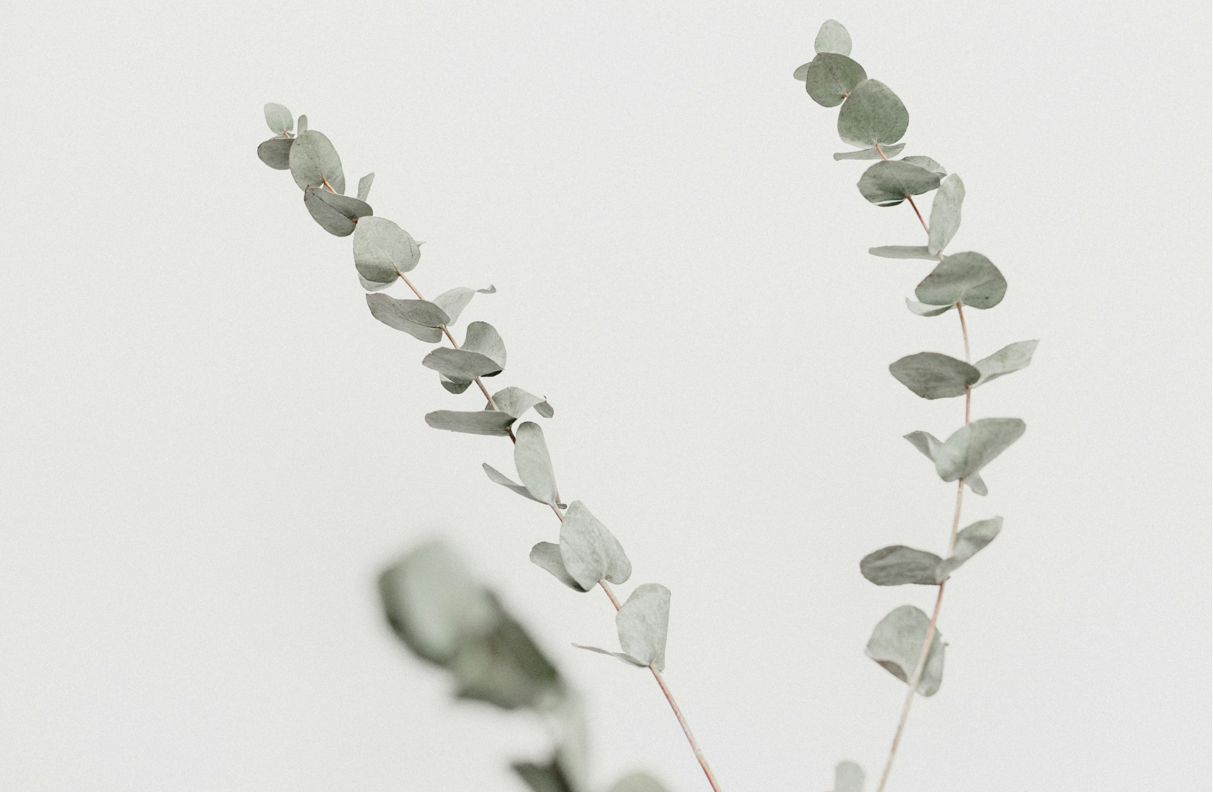 Eucalyptus branches with rounded, gray-green leaves against a plain, light background.