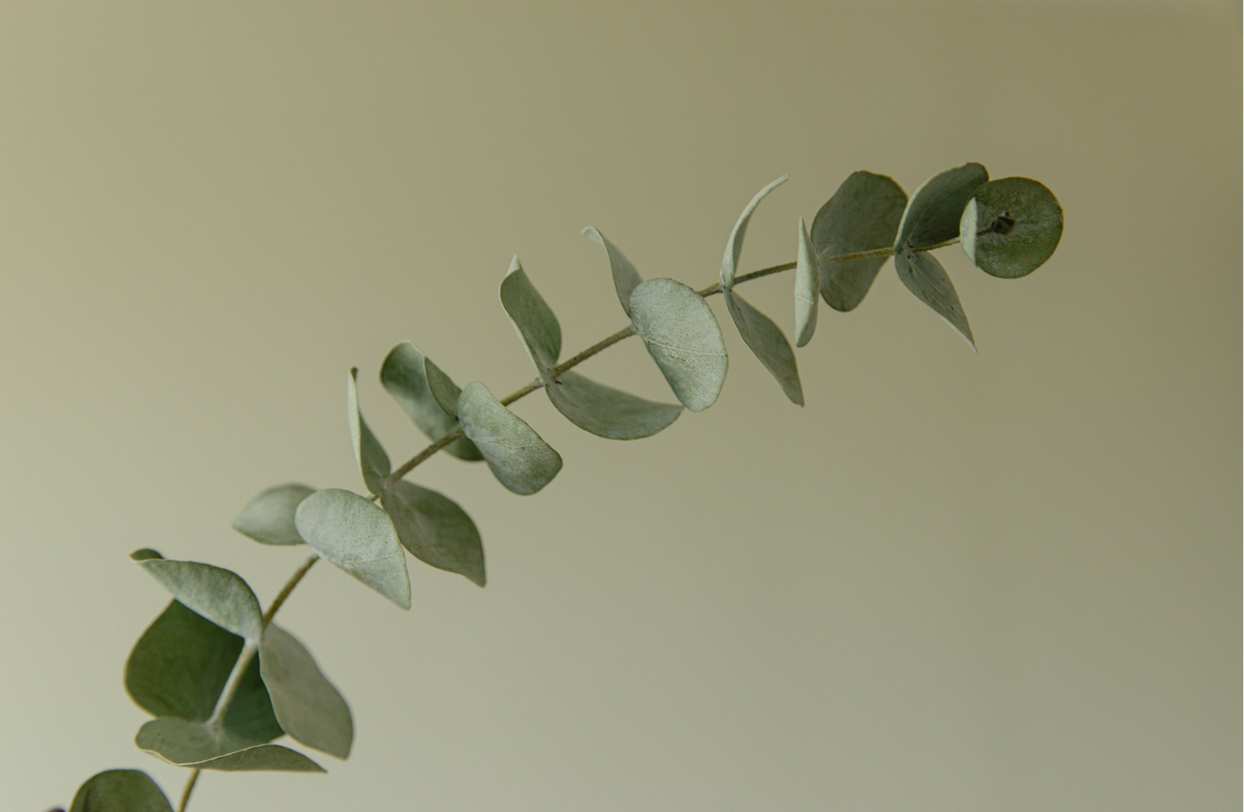 Close-up of a eucalyptus branch with green, rounded leaves against a plain, light-colored background.