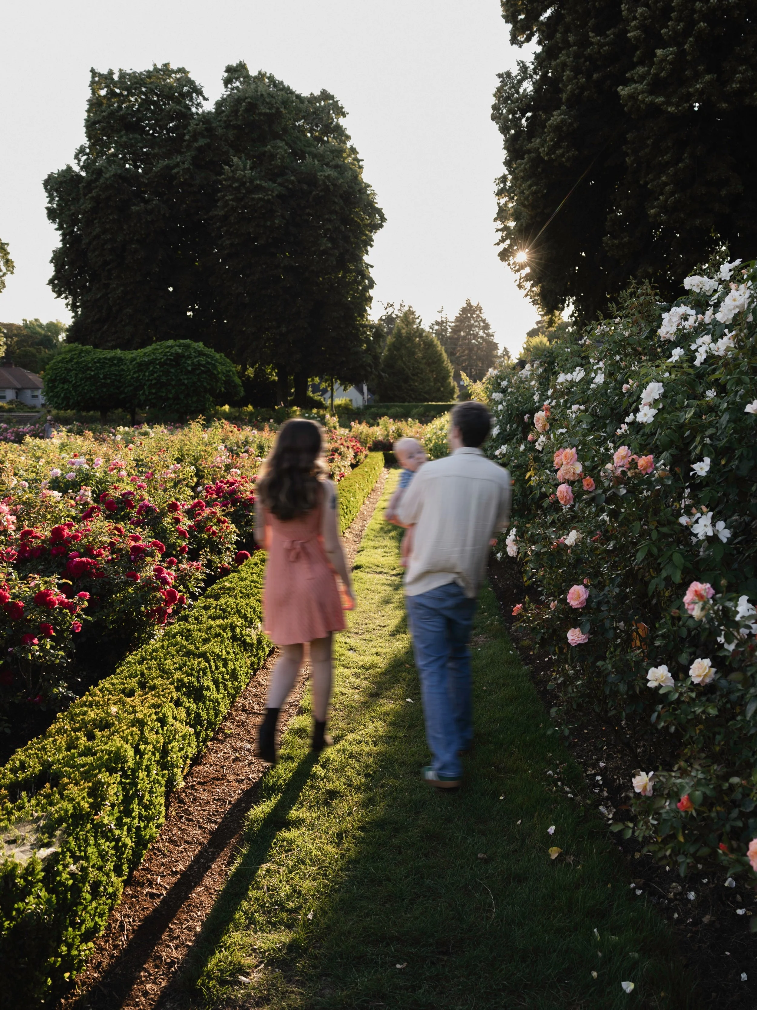 Savoring the end of summer ☺️🌞 

#portlandpbotographer #oregonphotographer #oregonweddingphotographer #oregonfamilyphotographer #rosegarden