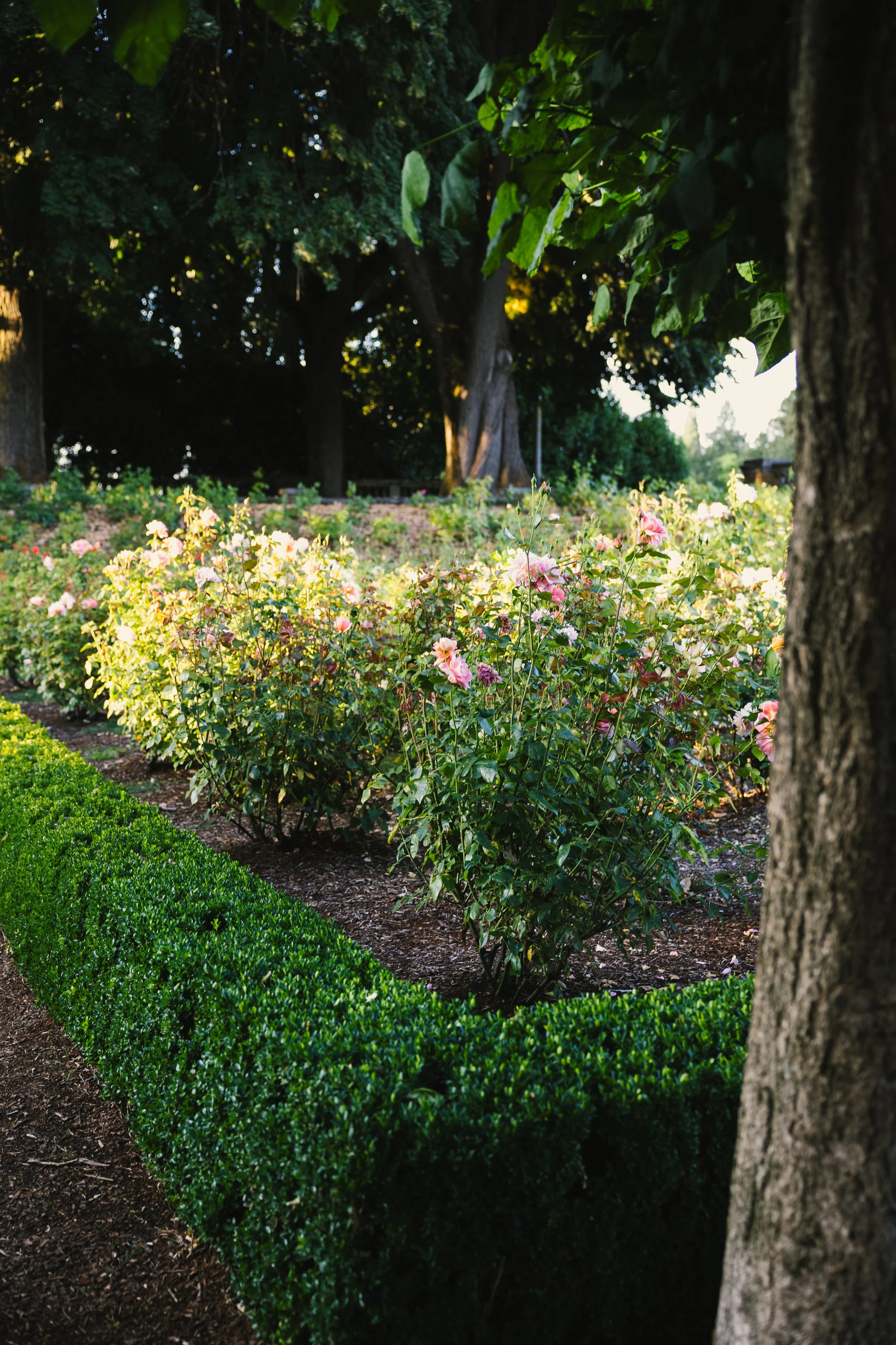 A garden scene with a trimmed hedge in the foreground, pink flowers behind it, large trees with thick trunks in the background, and leaves forming a canopy with filtered sunlight.