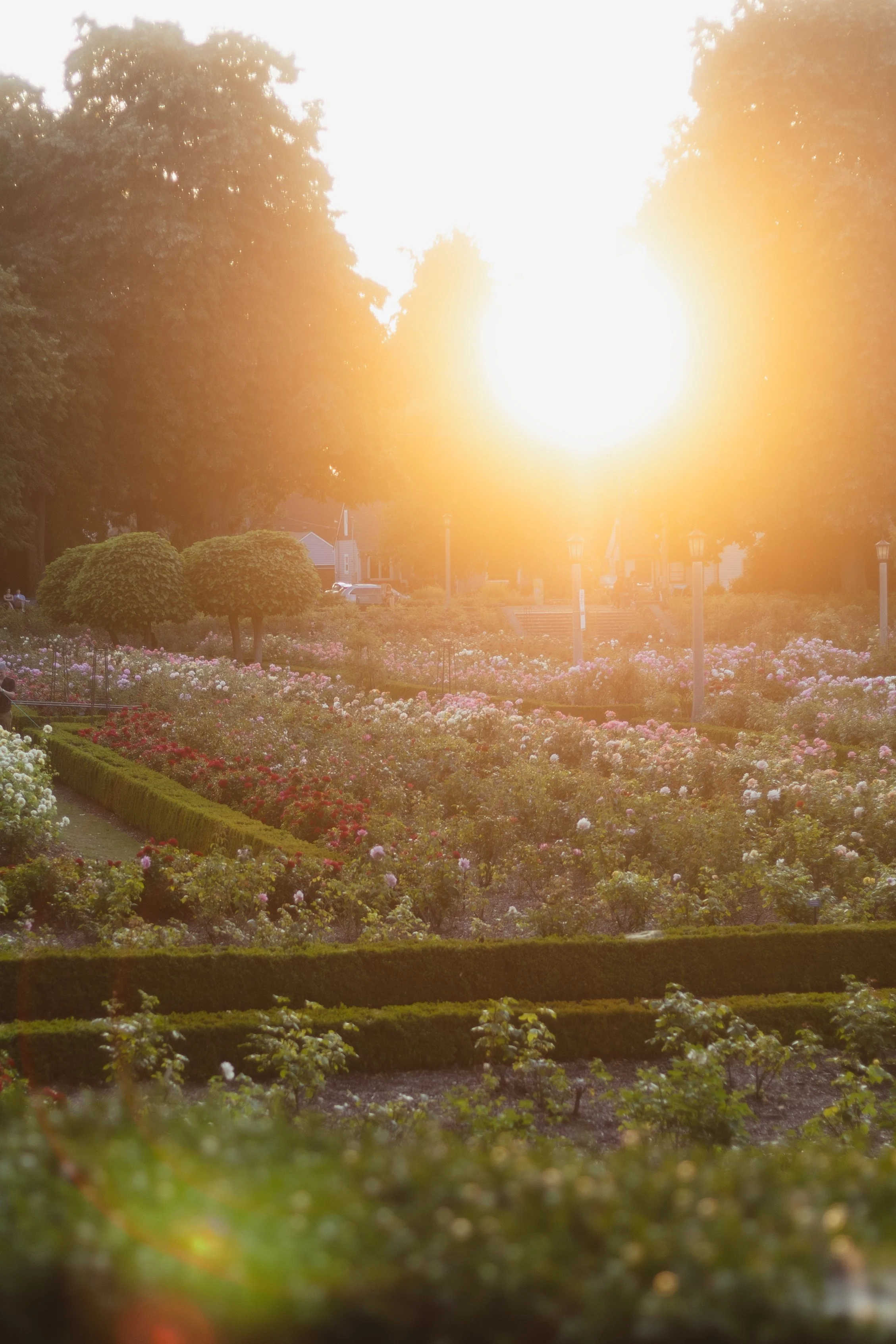 A garden with blooming roses, hedges, trees, and a gabled house in the background, illuminated by a bright sun or strong sunlight.