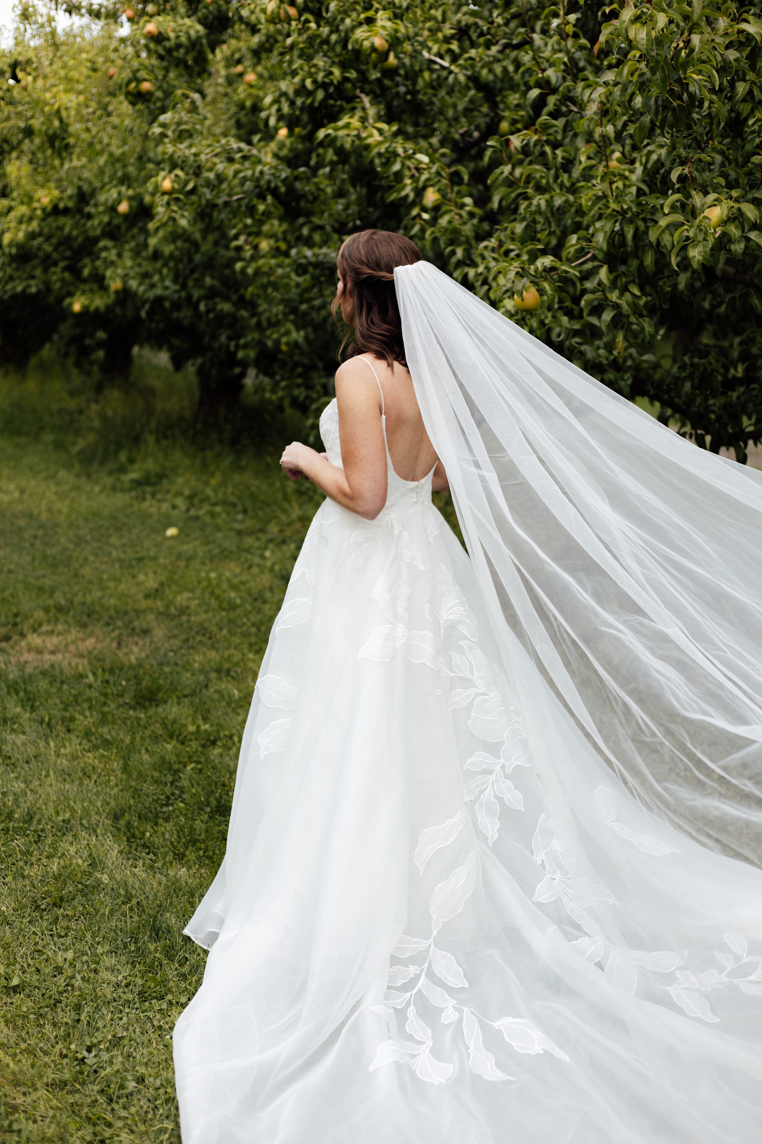 A bride in a white wedding gown with a long flowing veil walking on grass in front of an orchard with green trees and ripening fruit, wedding located at Grateful Vineyard